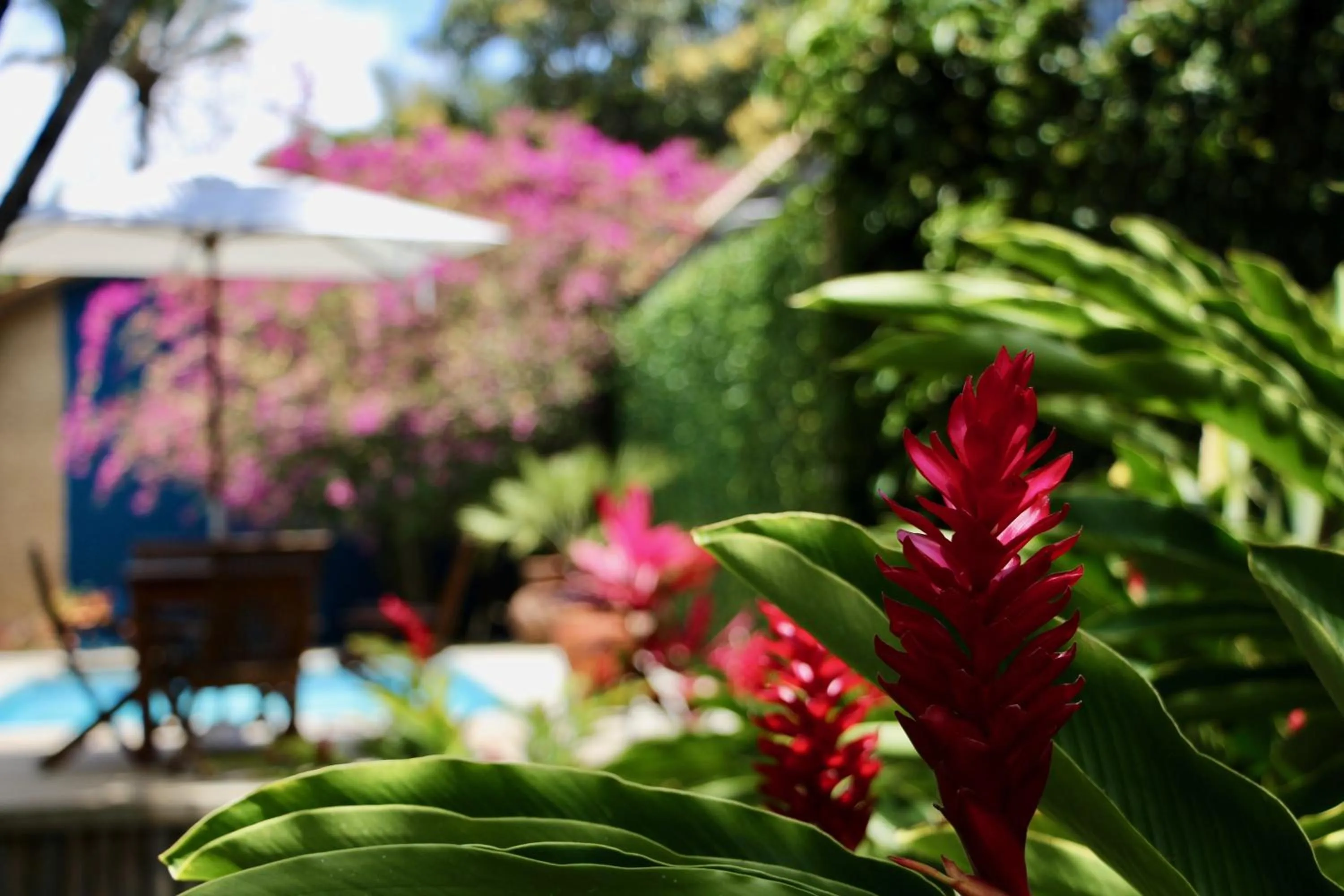 Garden in Pousada El Capitan