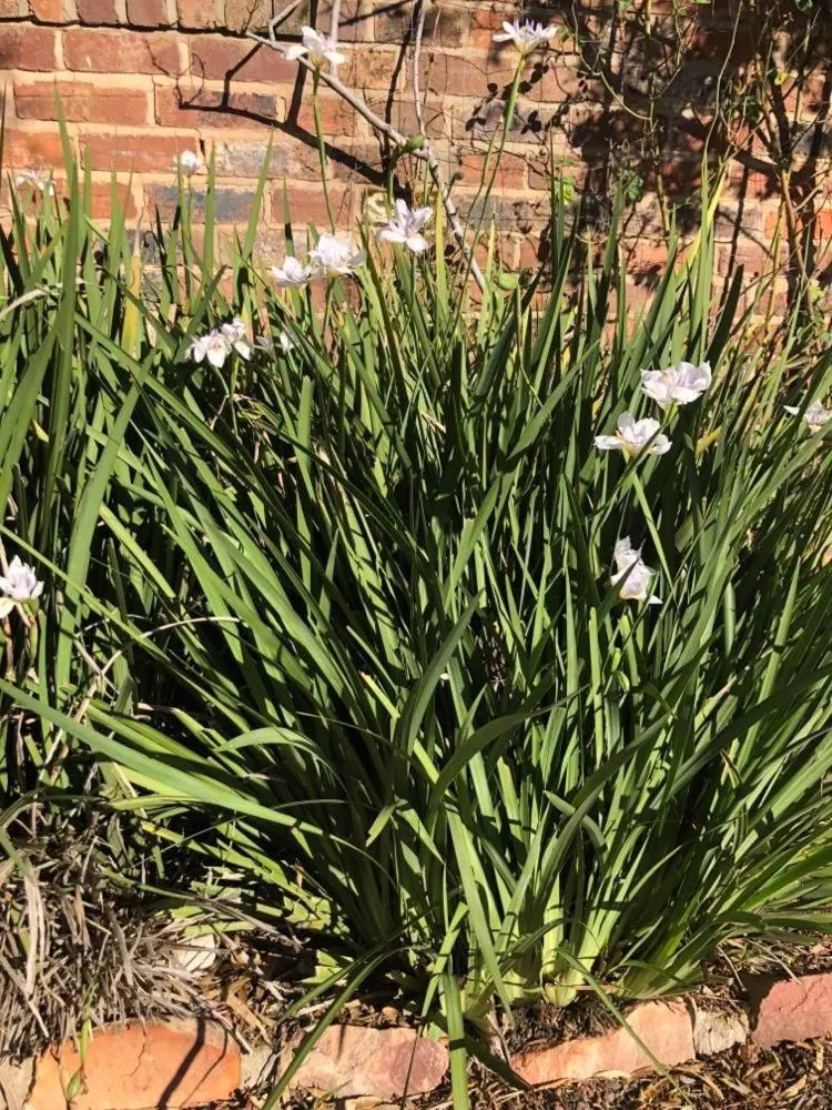 Garden in Olde Horsham Motor Inn