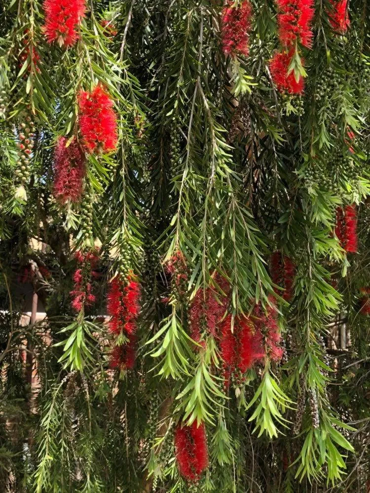 Natural landscape in Olde Horsham Motor Inn