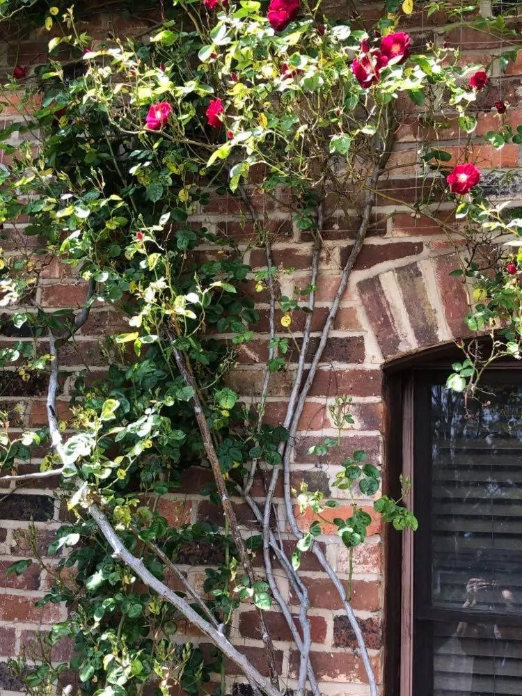 Garden view in Olde Horsham Motor Inn