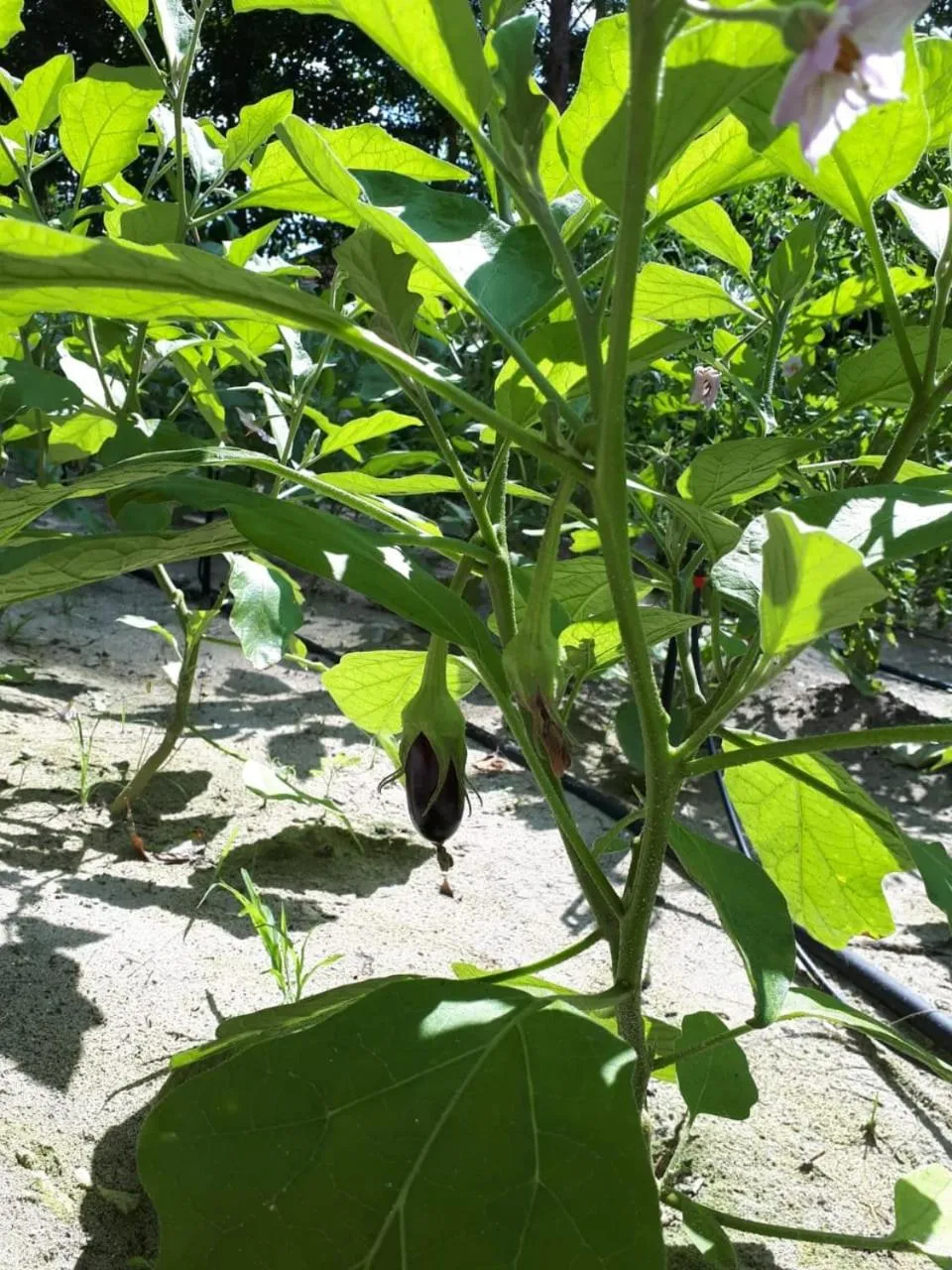 Garden in Bliss Hotel Praslin