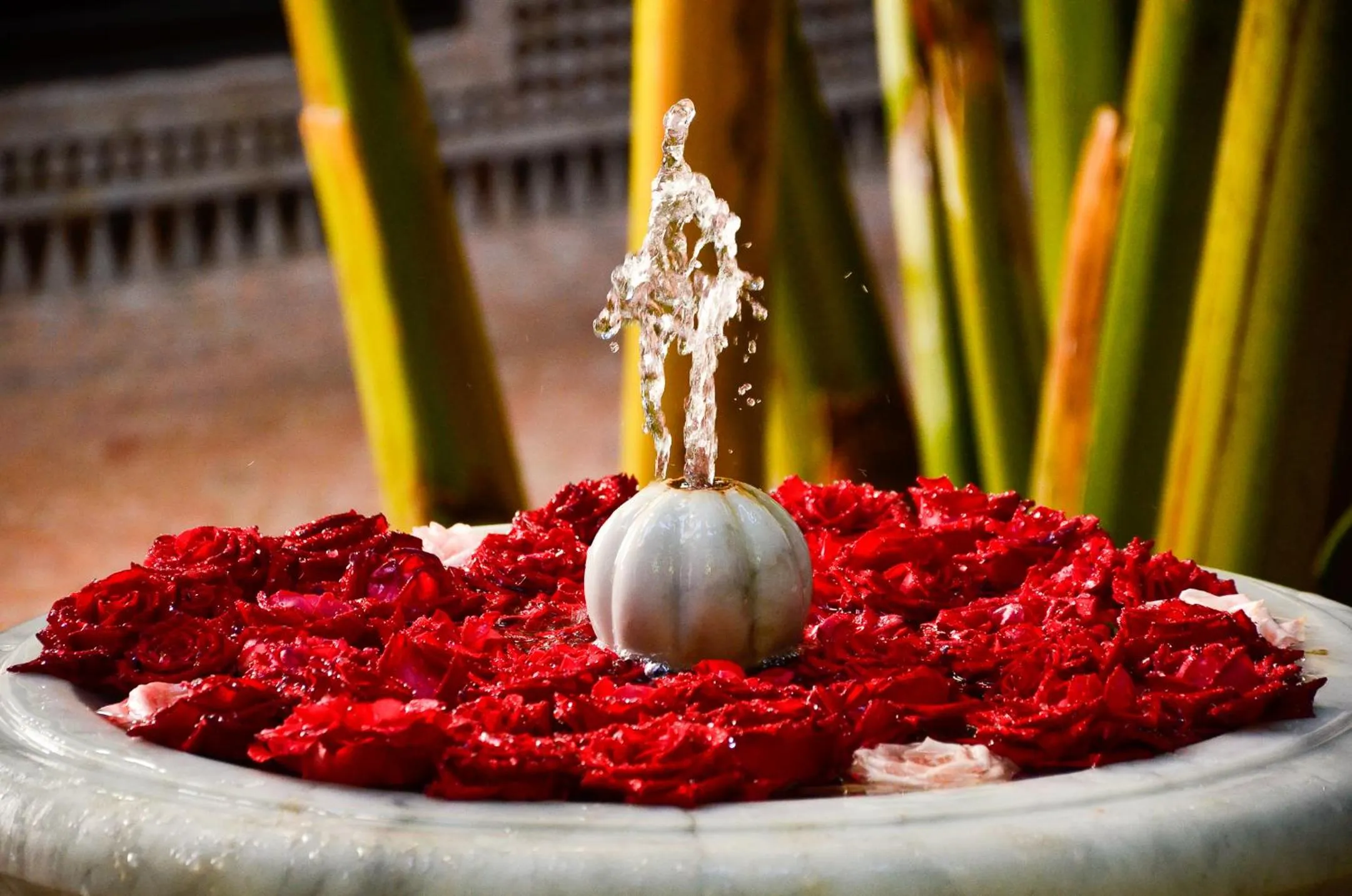 Garden view in Riad ILayka