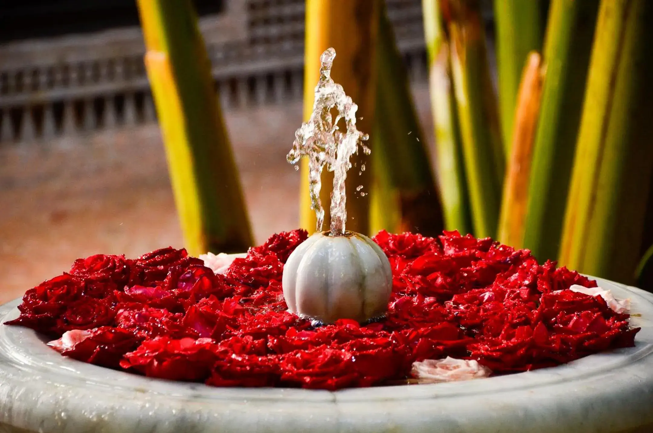 Garden view in Riad ILayka Garden view in Riad ILayka