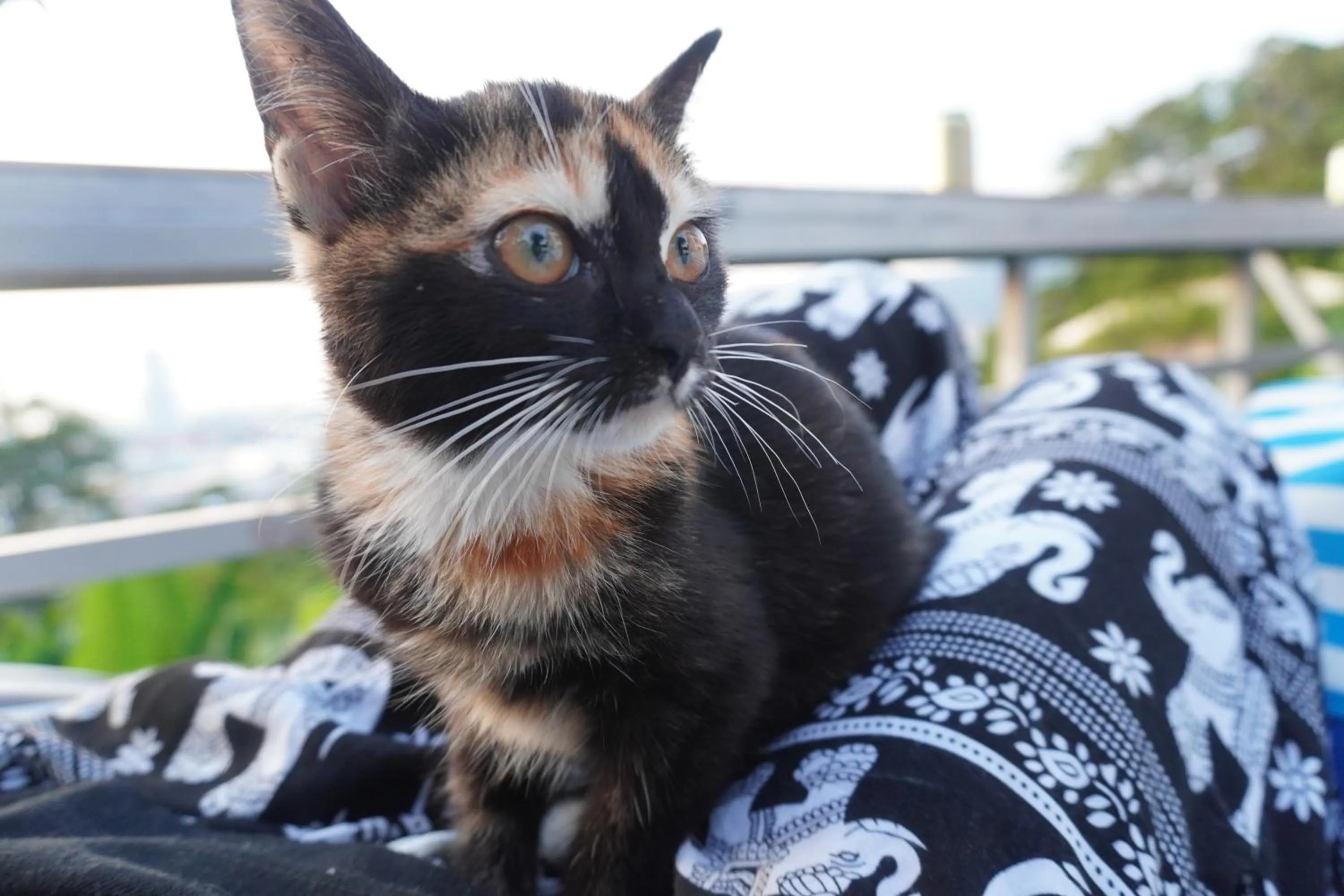 Pets in Residy Retreat x Baan Suan Villa