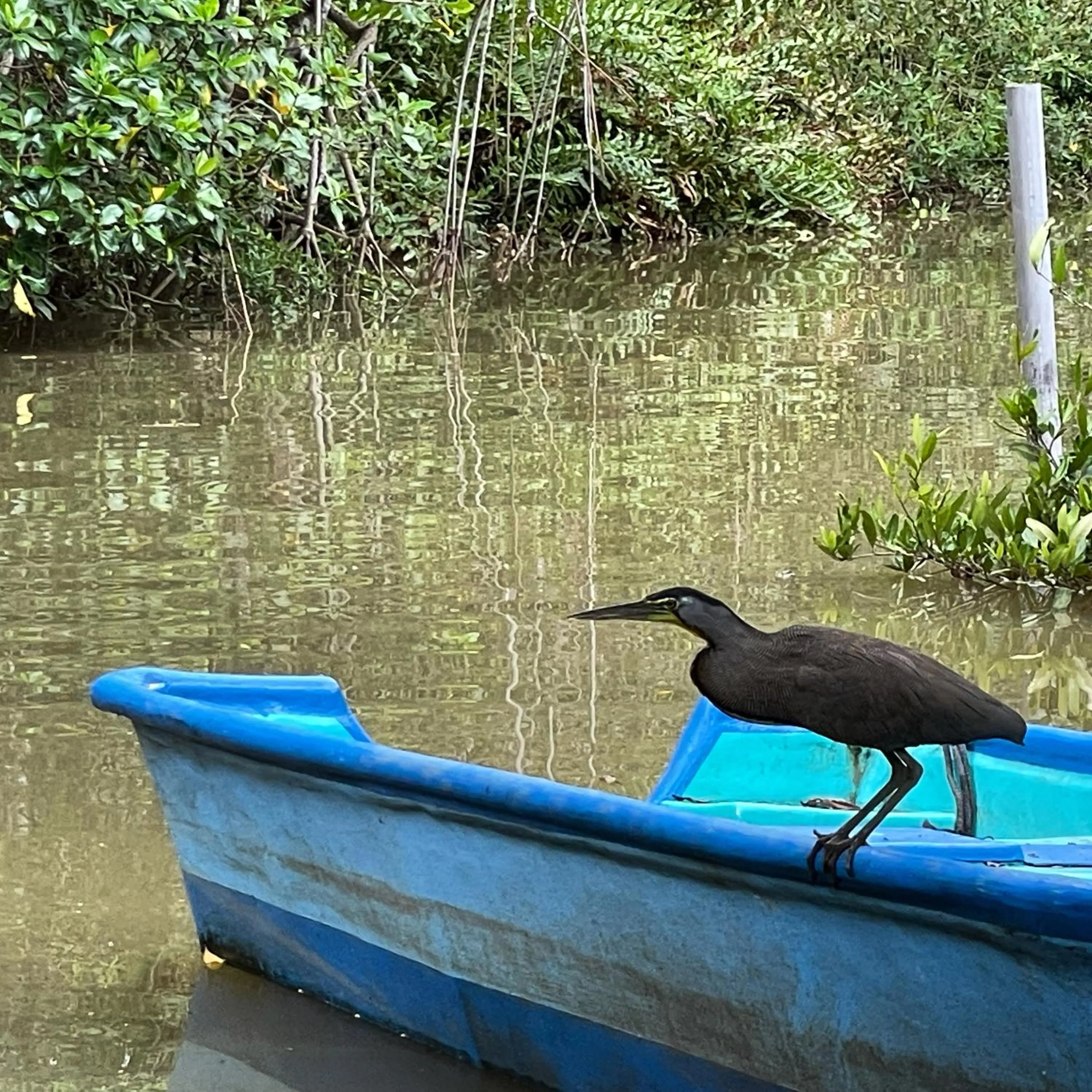 Animals in Shana by the Beach Manuel Antonio