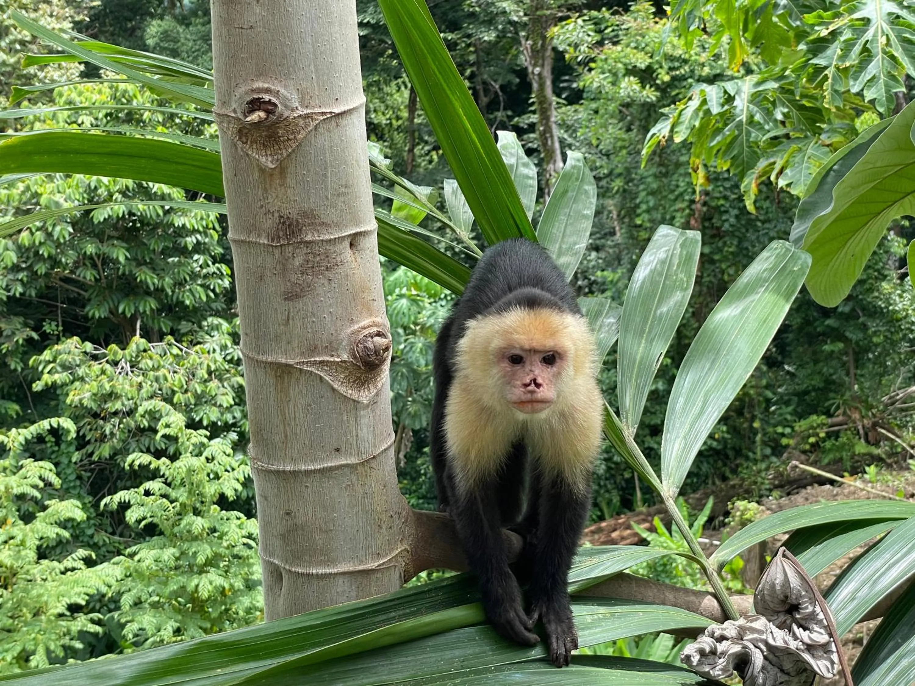 Animals in Shana by the Beach Manuel Antonio