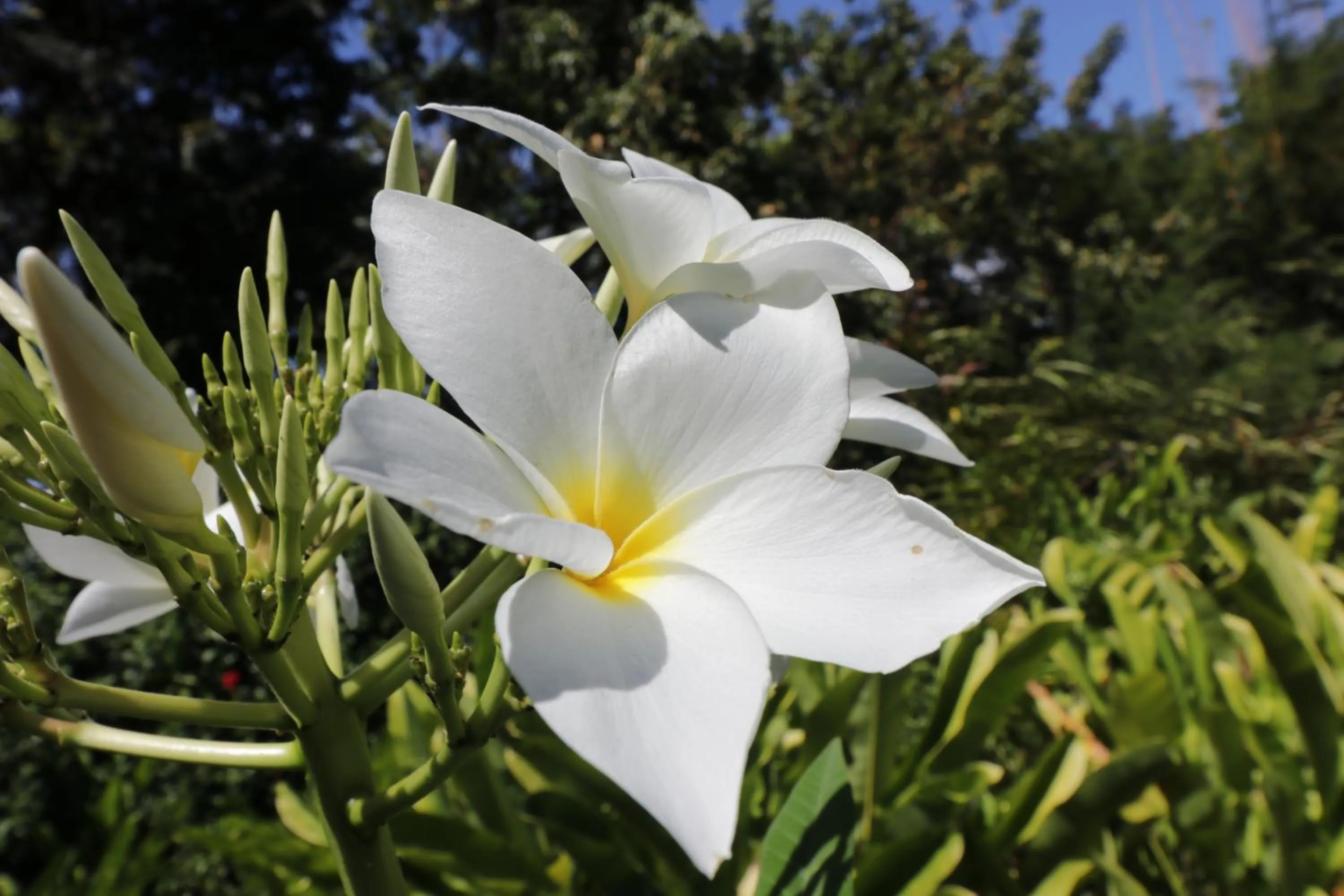 Beach in Shana by the Beach Manuel Antonio
