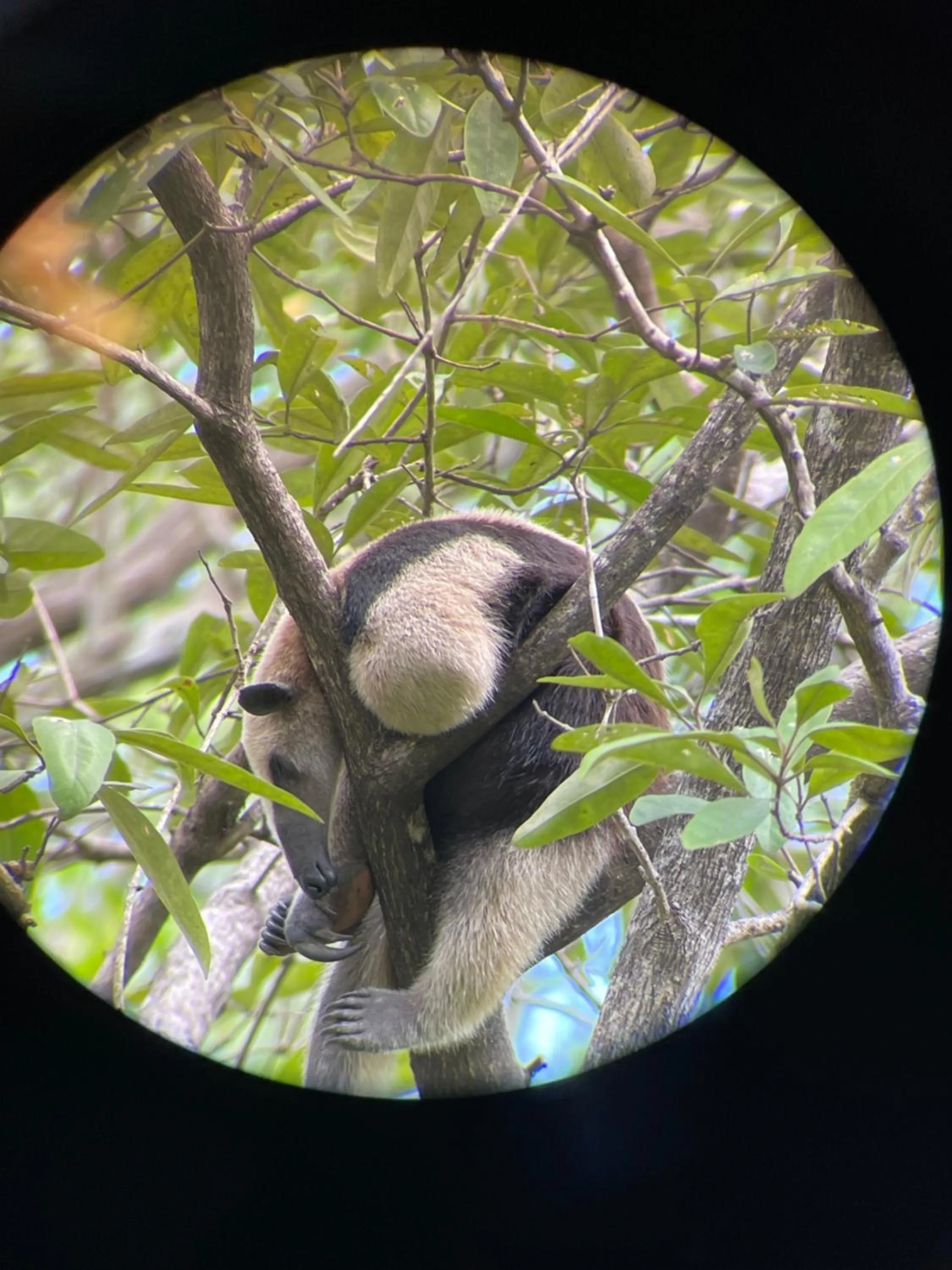 Animals in Shana by the Beach Manuel Antonio