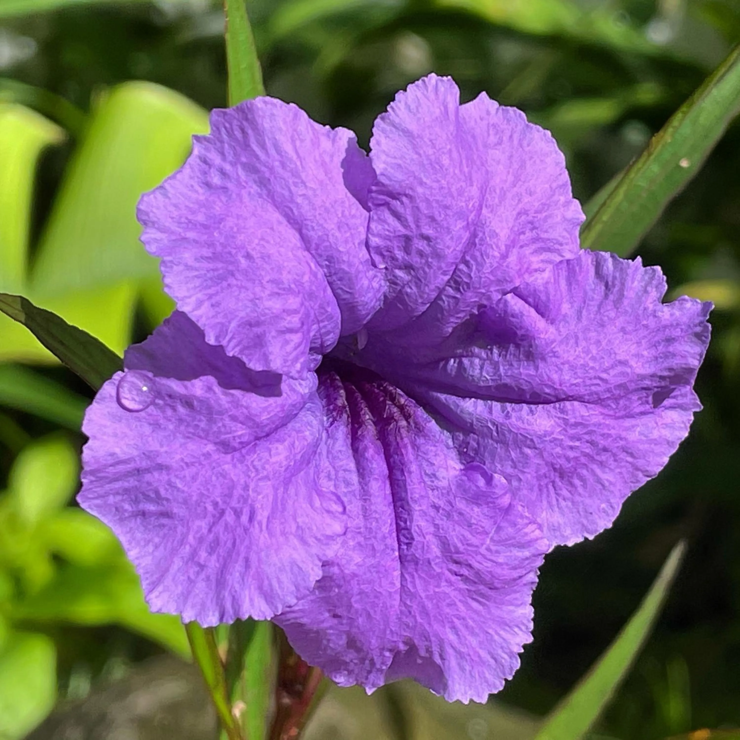 Day in Shana by the Beach Manuel Antonio