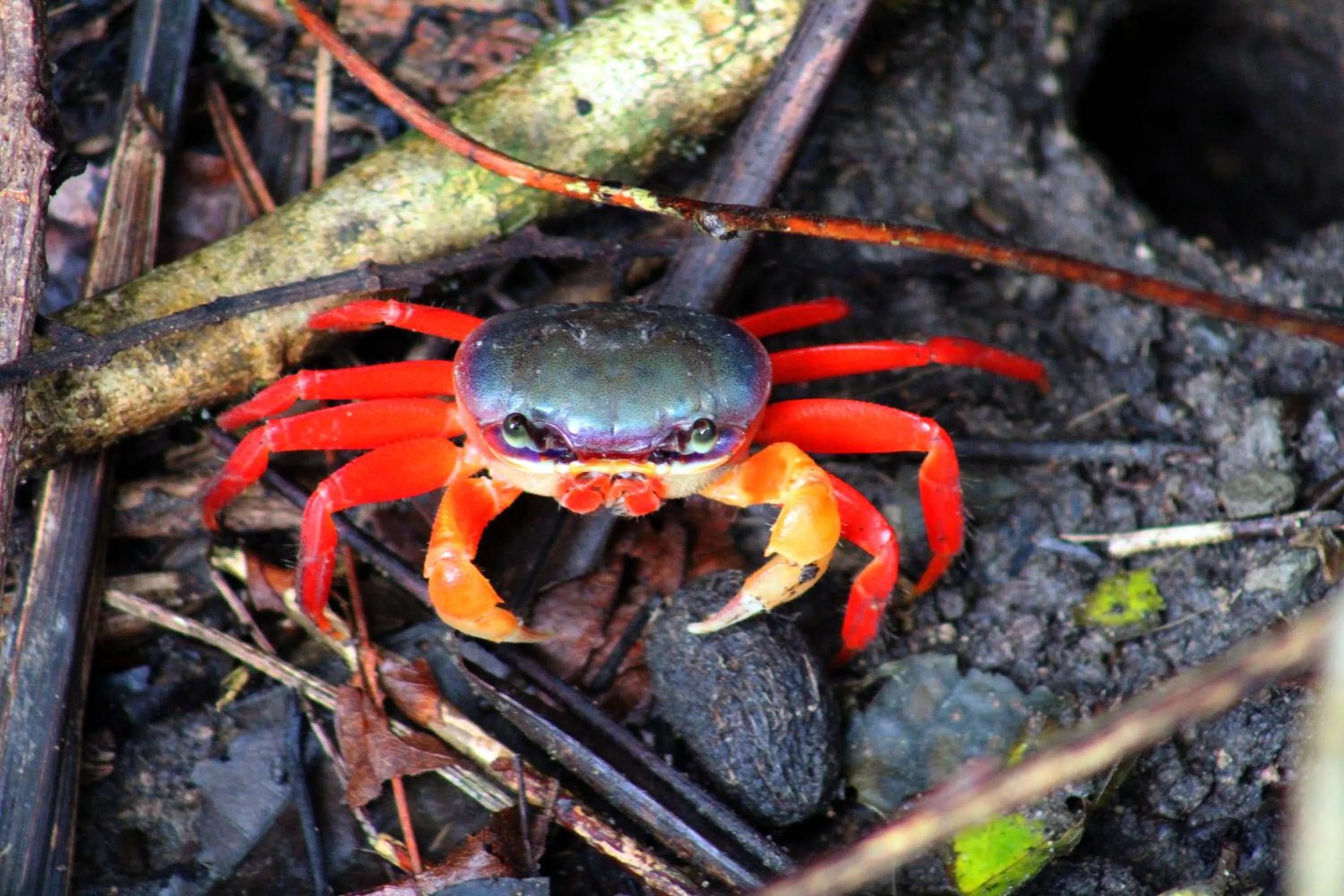 Animals in Shana by the Beach Manuel Antonio