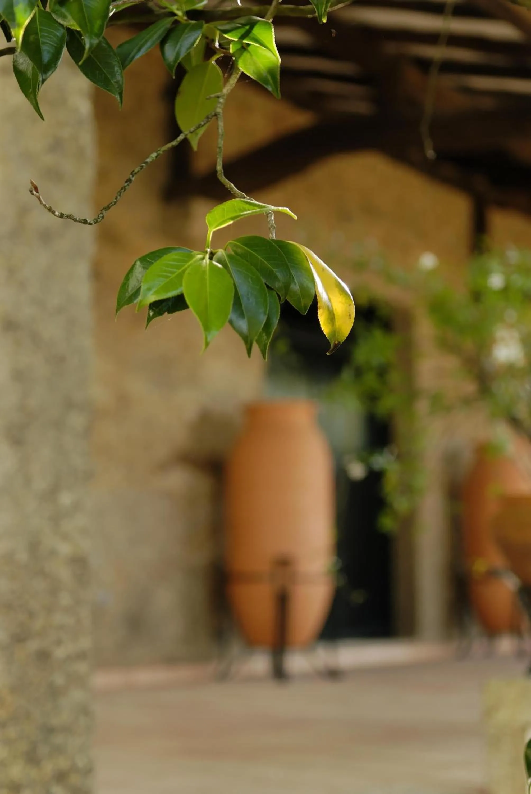 Garden in Quinta de Malta