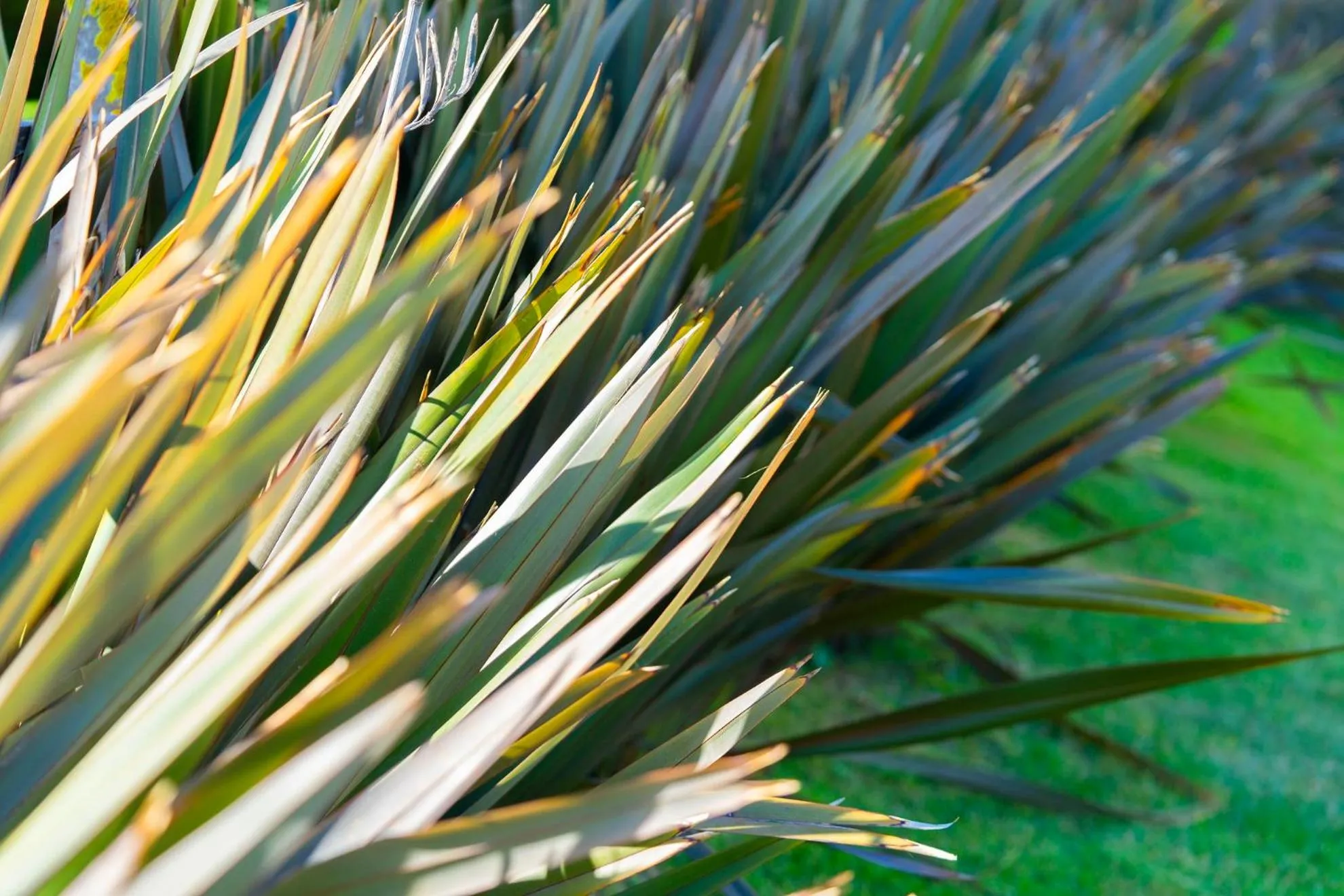Garden in Valeria Playa Apart
