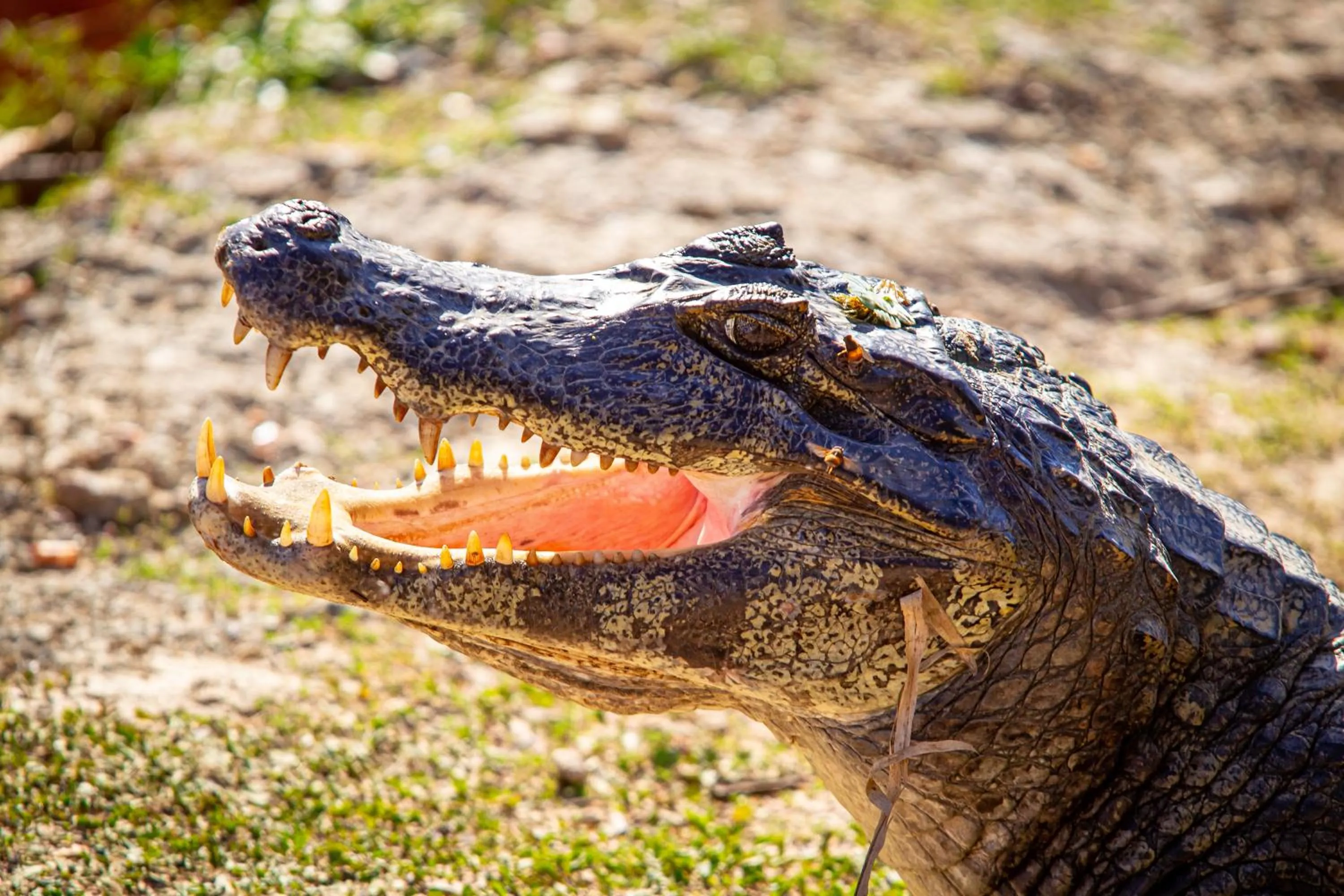 Animals in Hotel Pantanal Mato Grosso