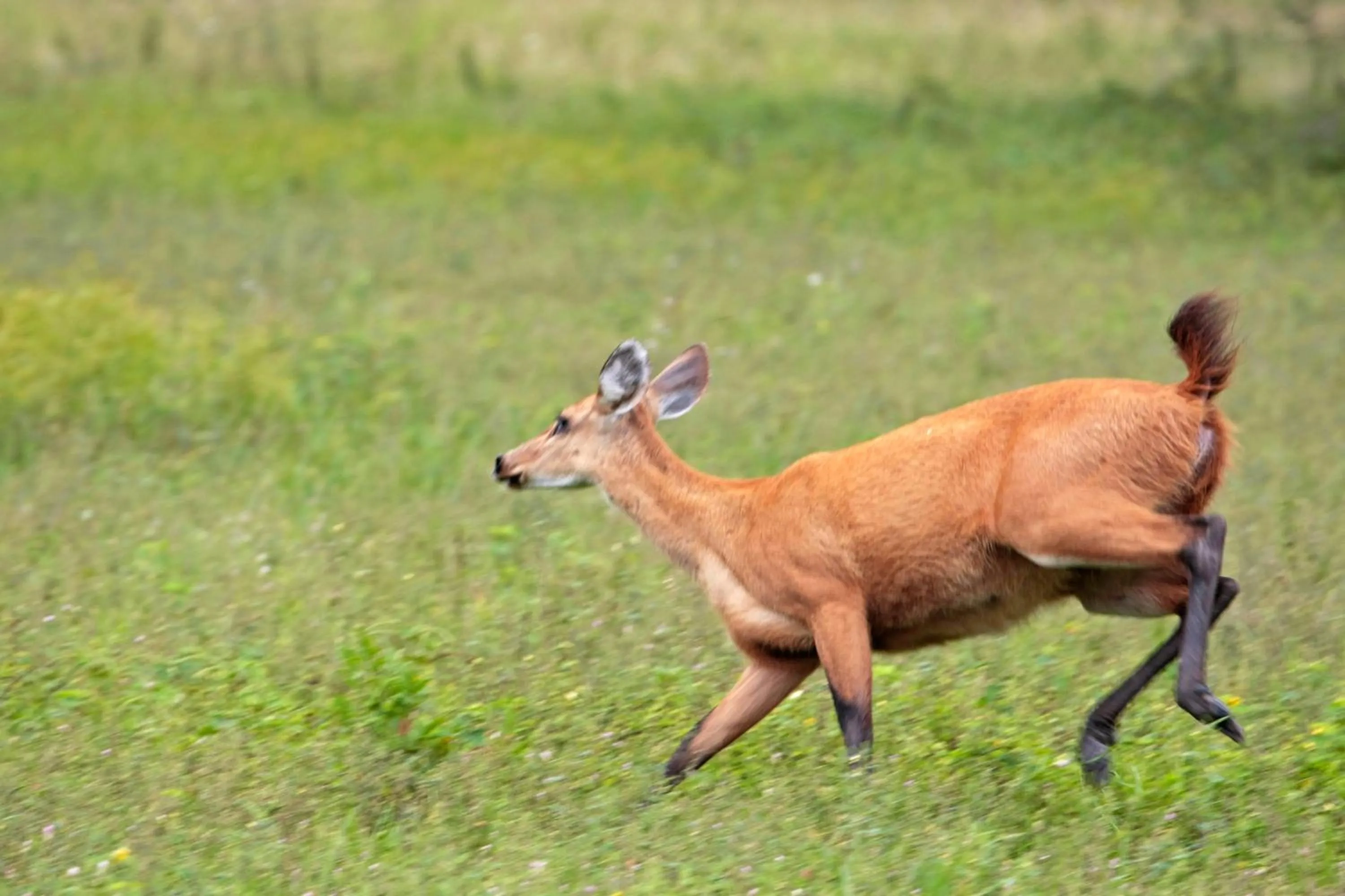 Animals in Hotel Pantanal Mato Grosso