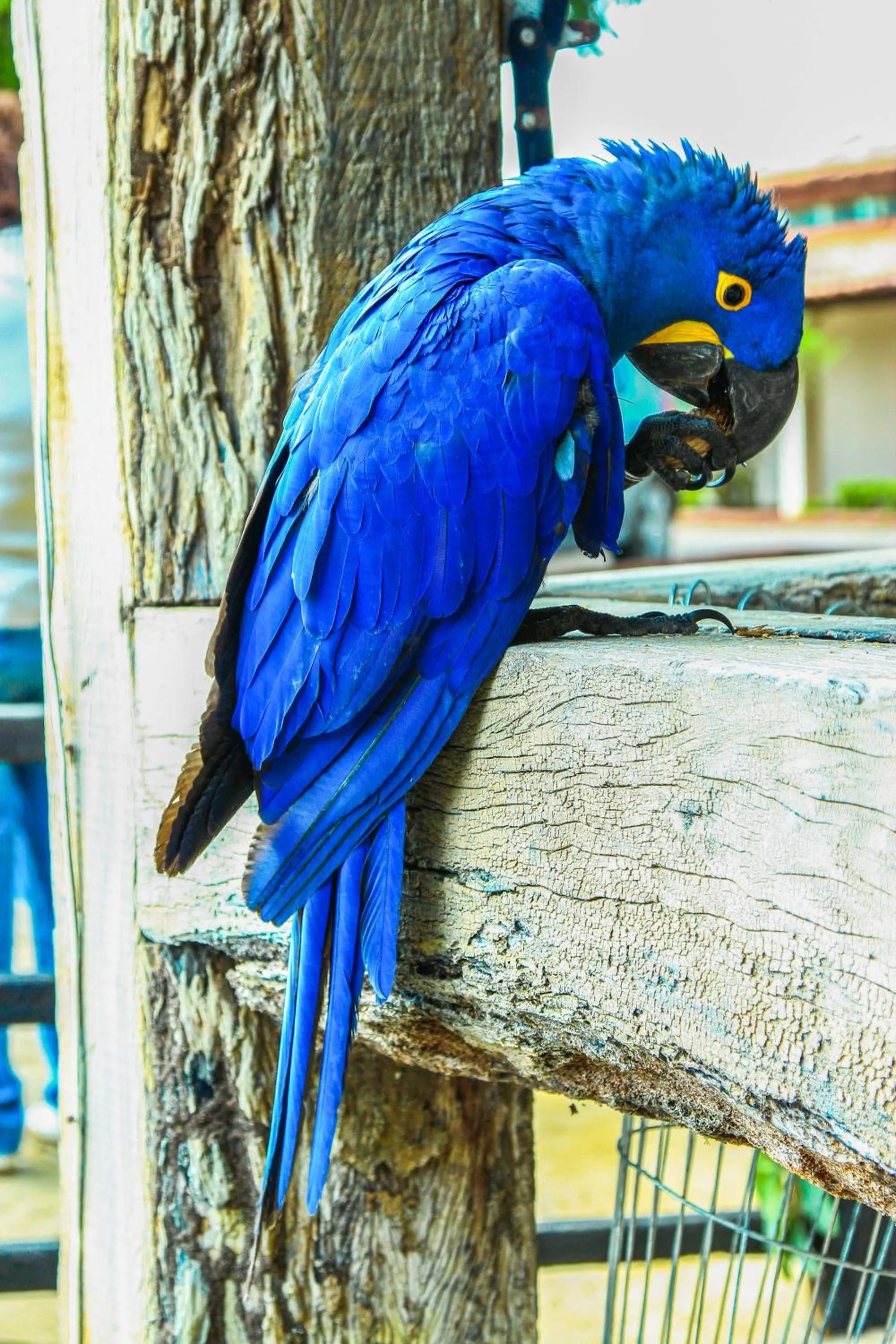 Animals in Hotel Pantanal Mato Grosso