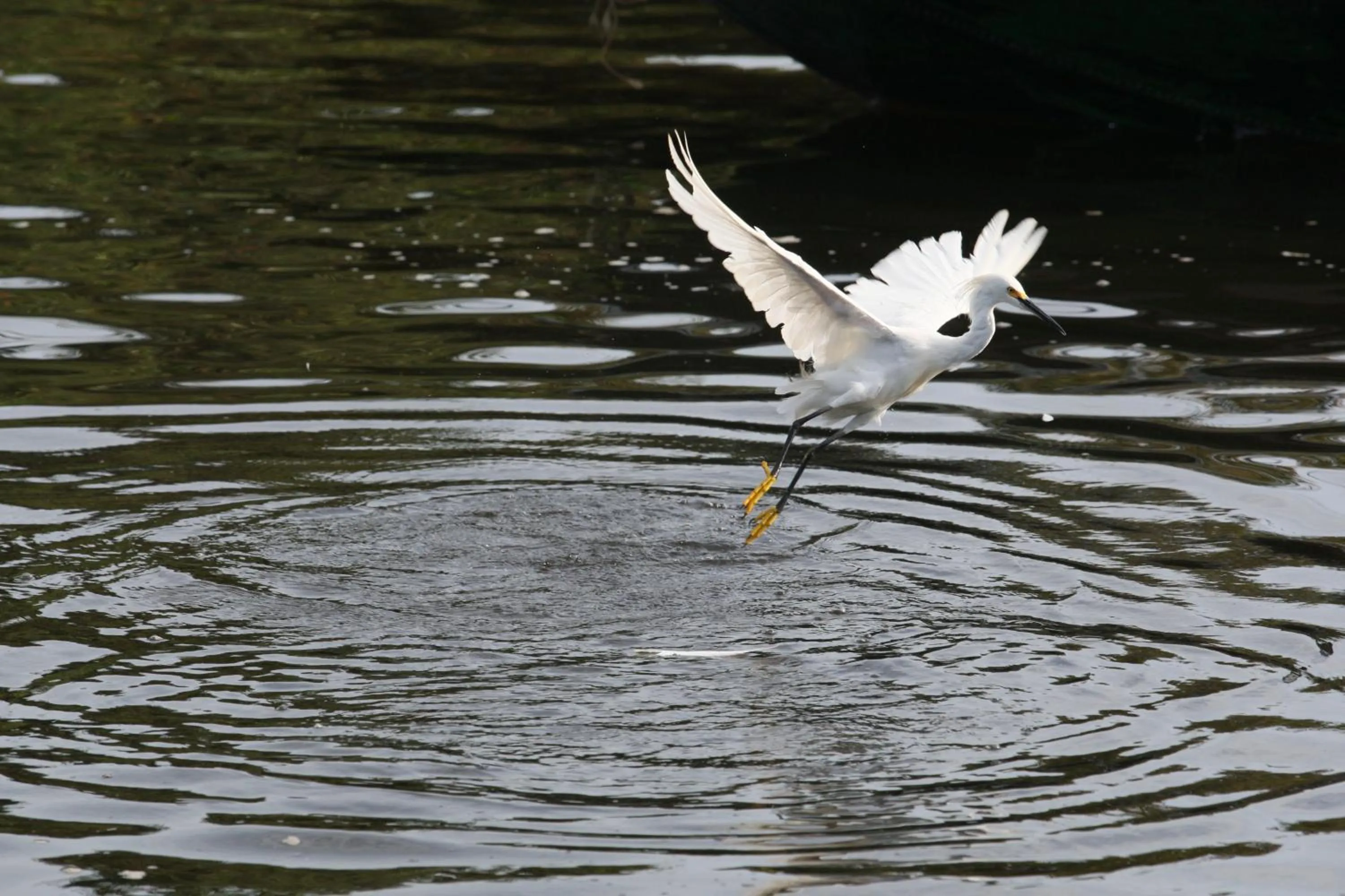 Animals in Hotel Pantanal Mato Grosso