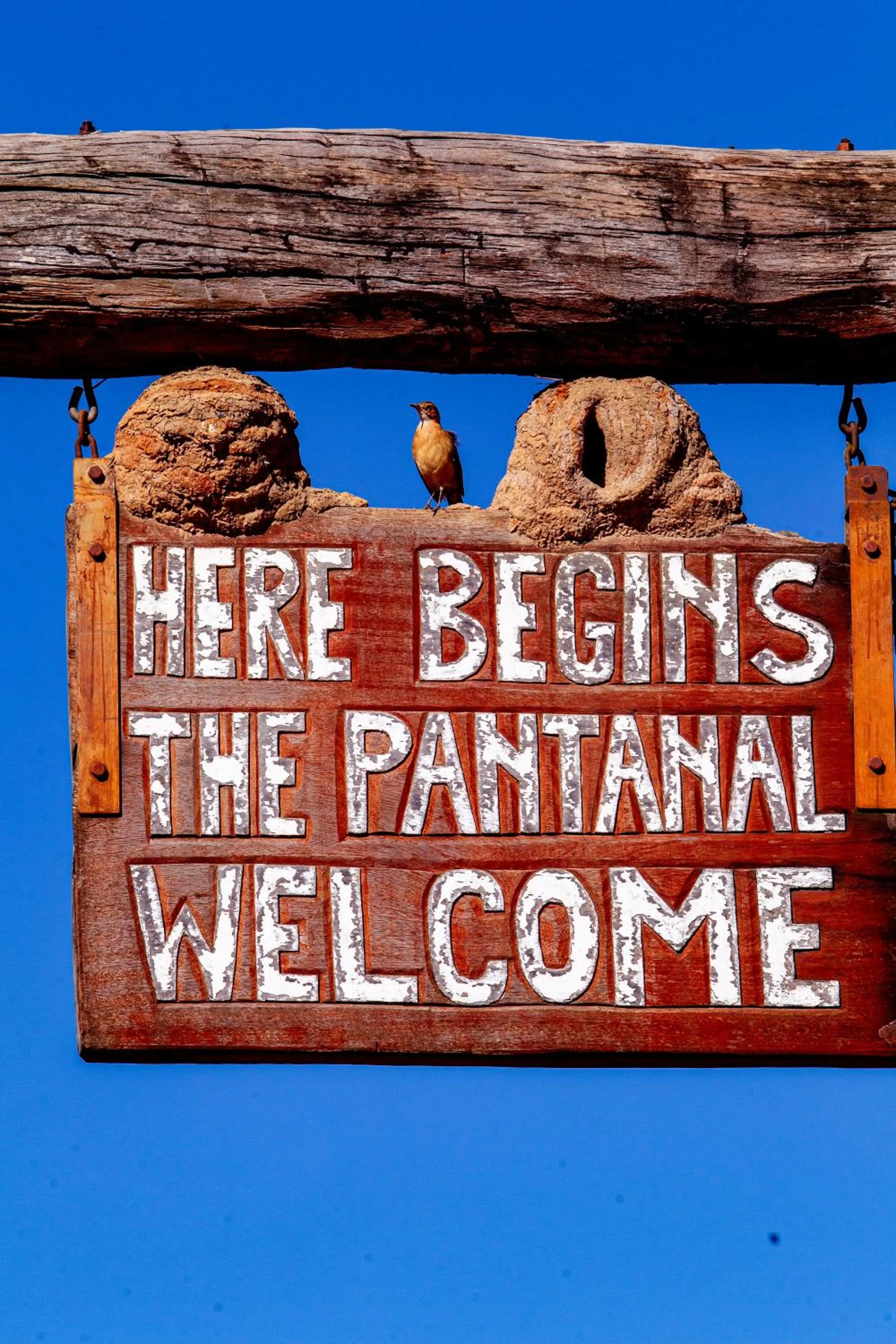 Animals in Hotel Pantanal Mato Grosso