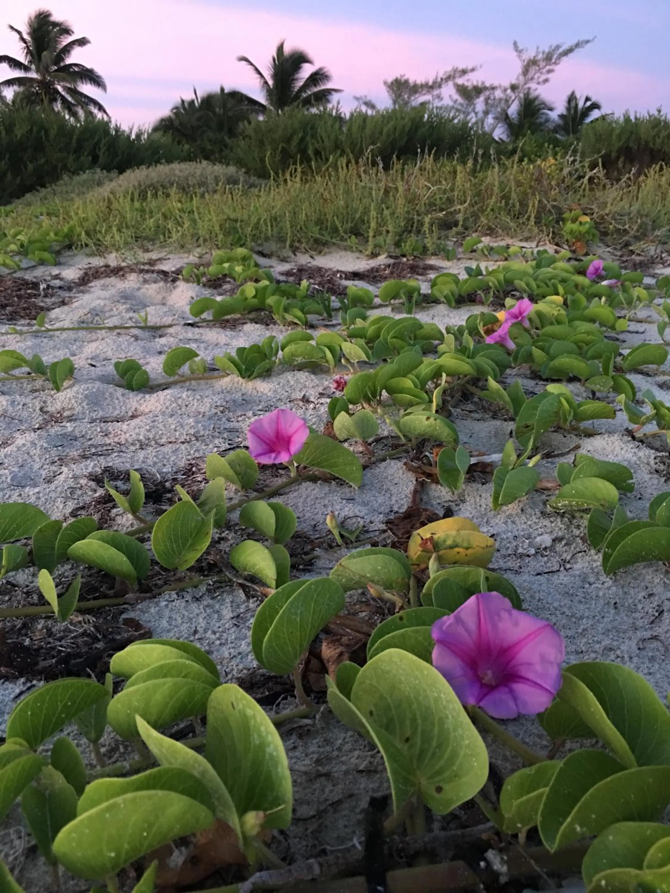 Beach in LunArena Barefoot Comfort