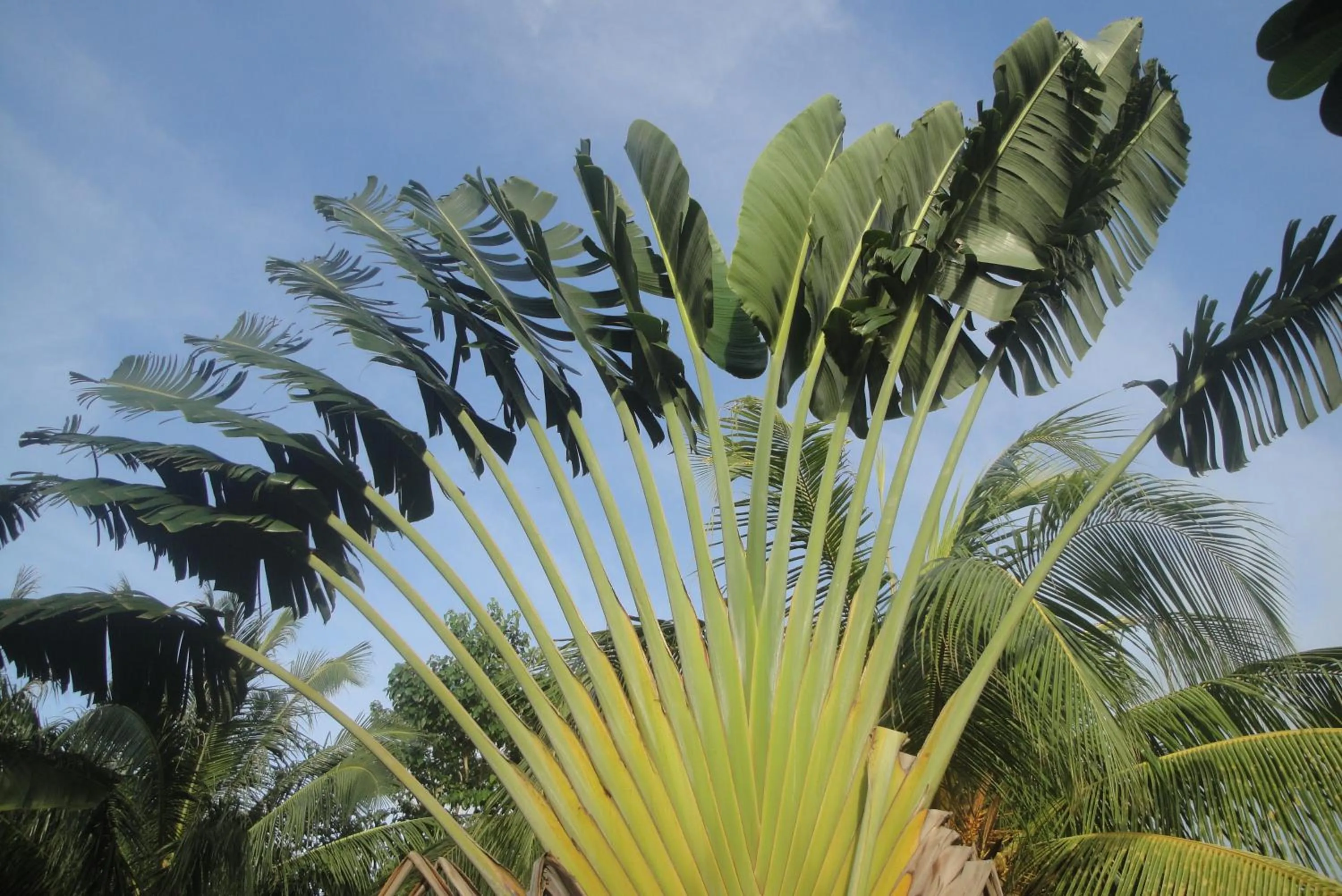 Garden in Casa de la Playa Beach Resort