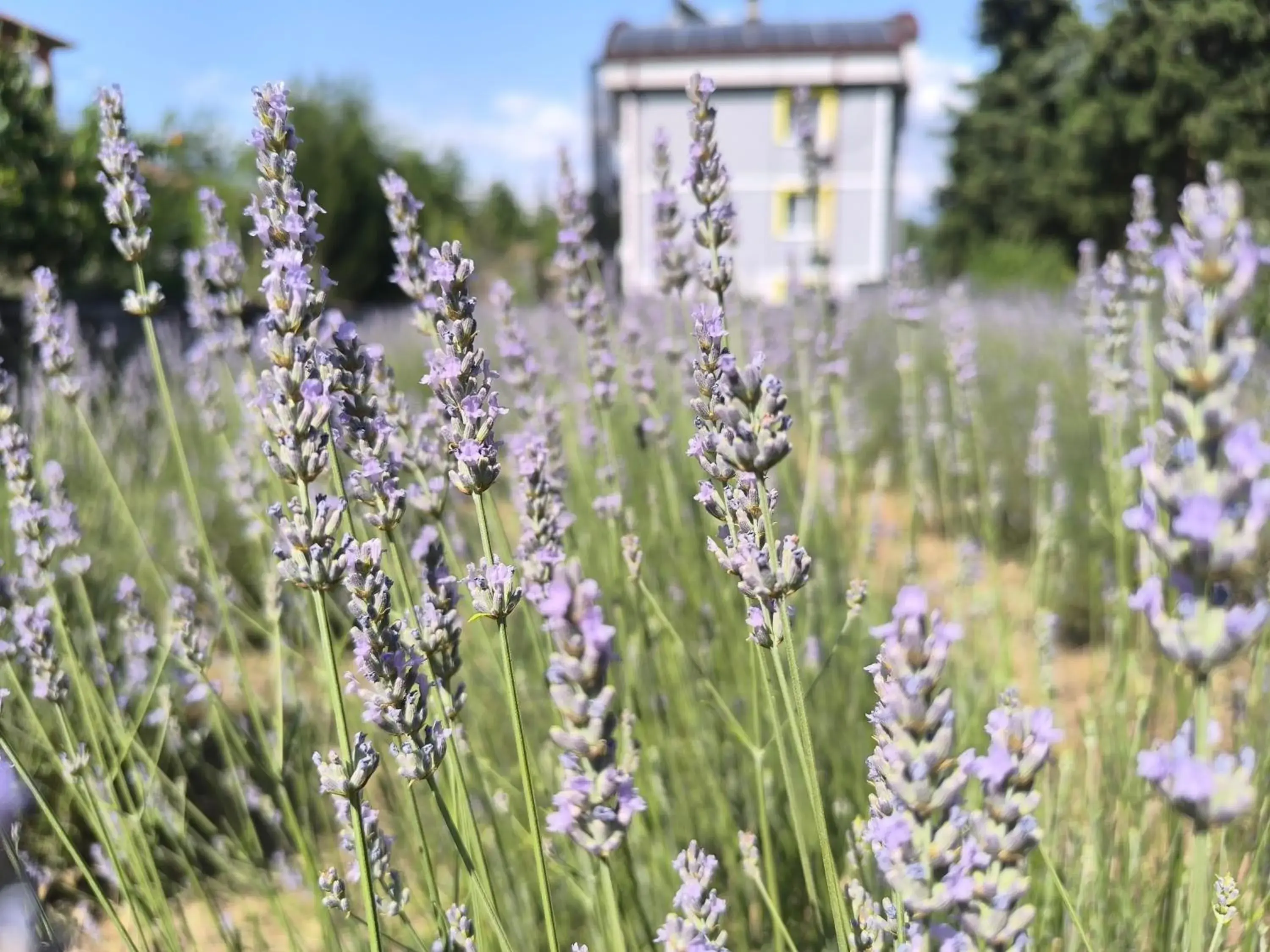 Garden view in Hannapart Otel Garden view in Hannapart Otel