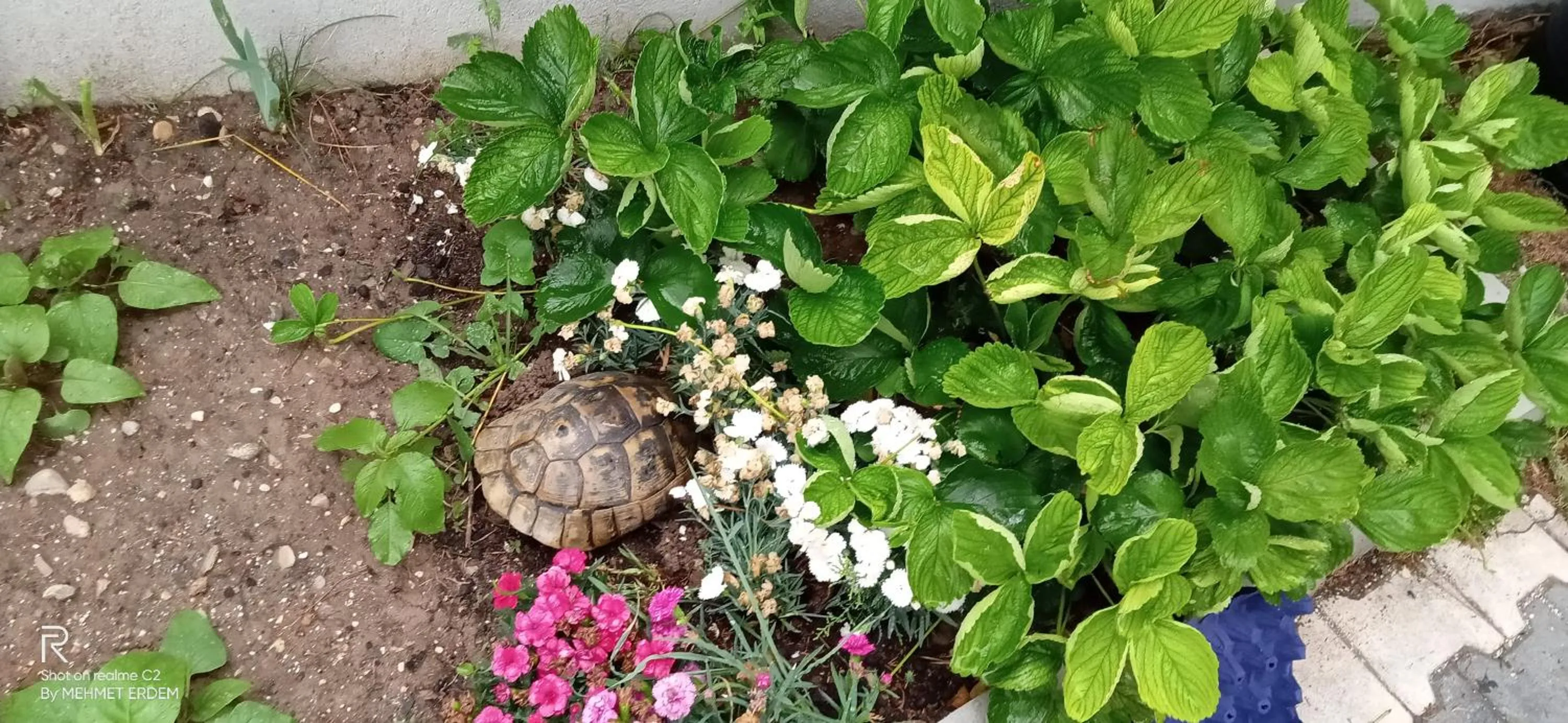 Garden in Hannapart Otel