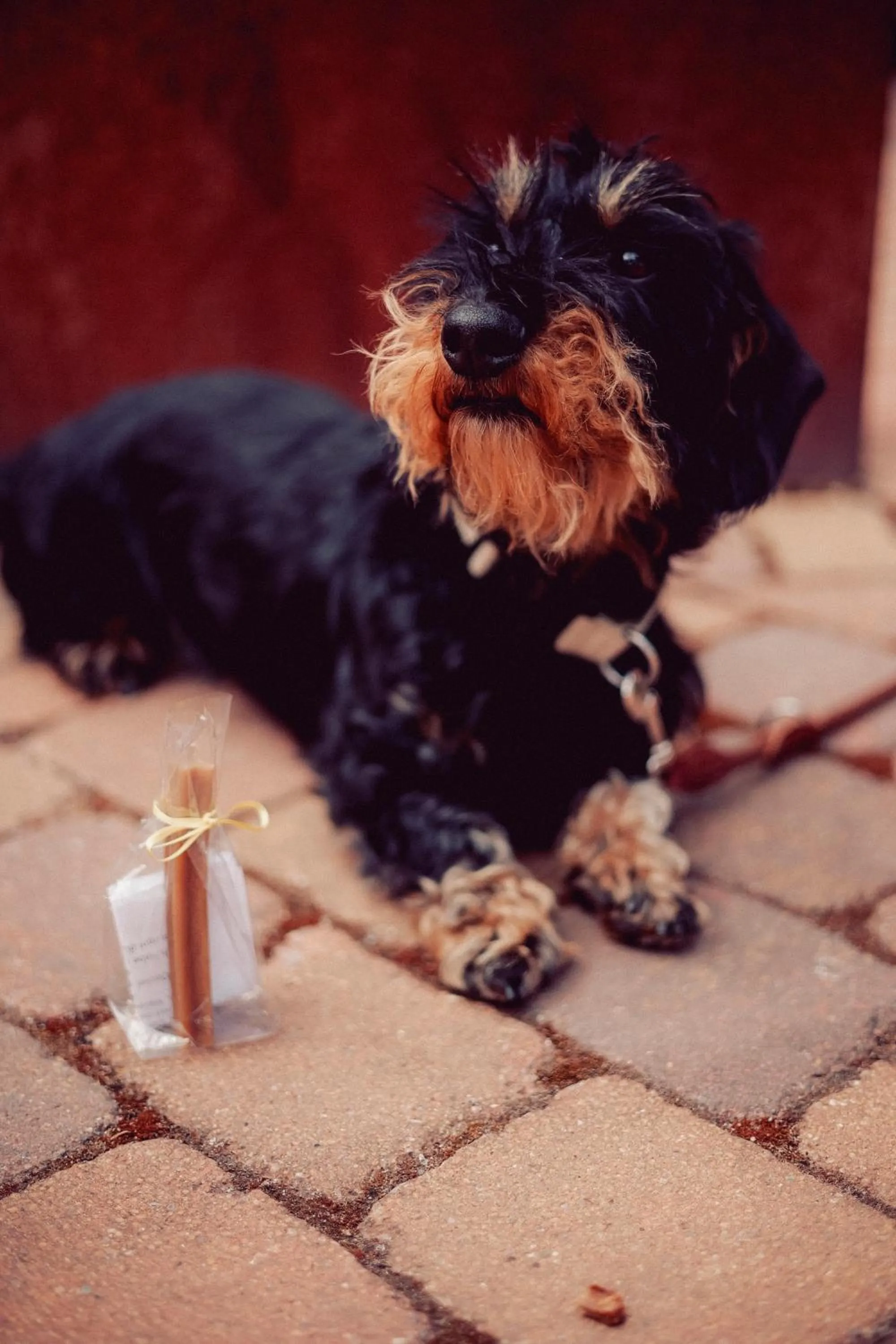 Pets in Romantik Hotel Schmiedegasthaus Gehrke