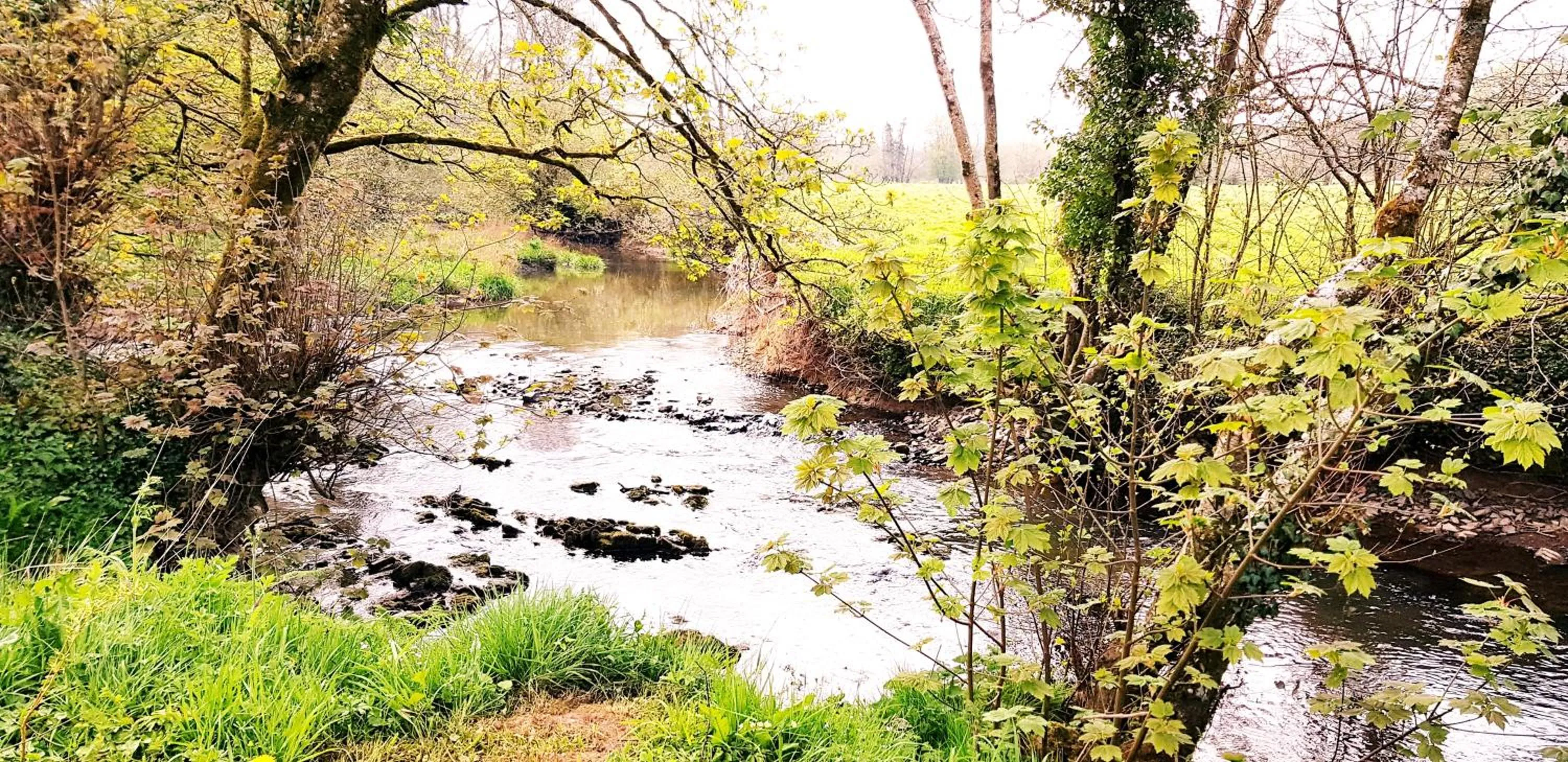 Natural landscape in Kingsley Cottage