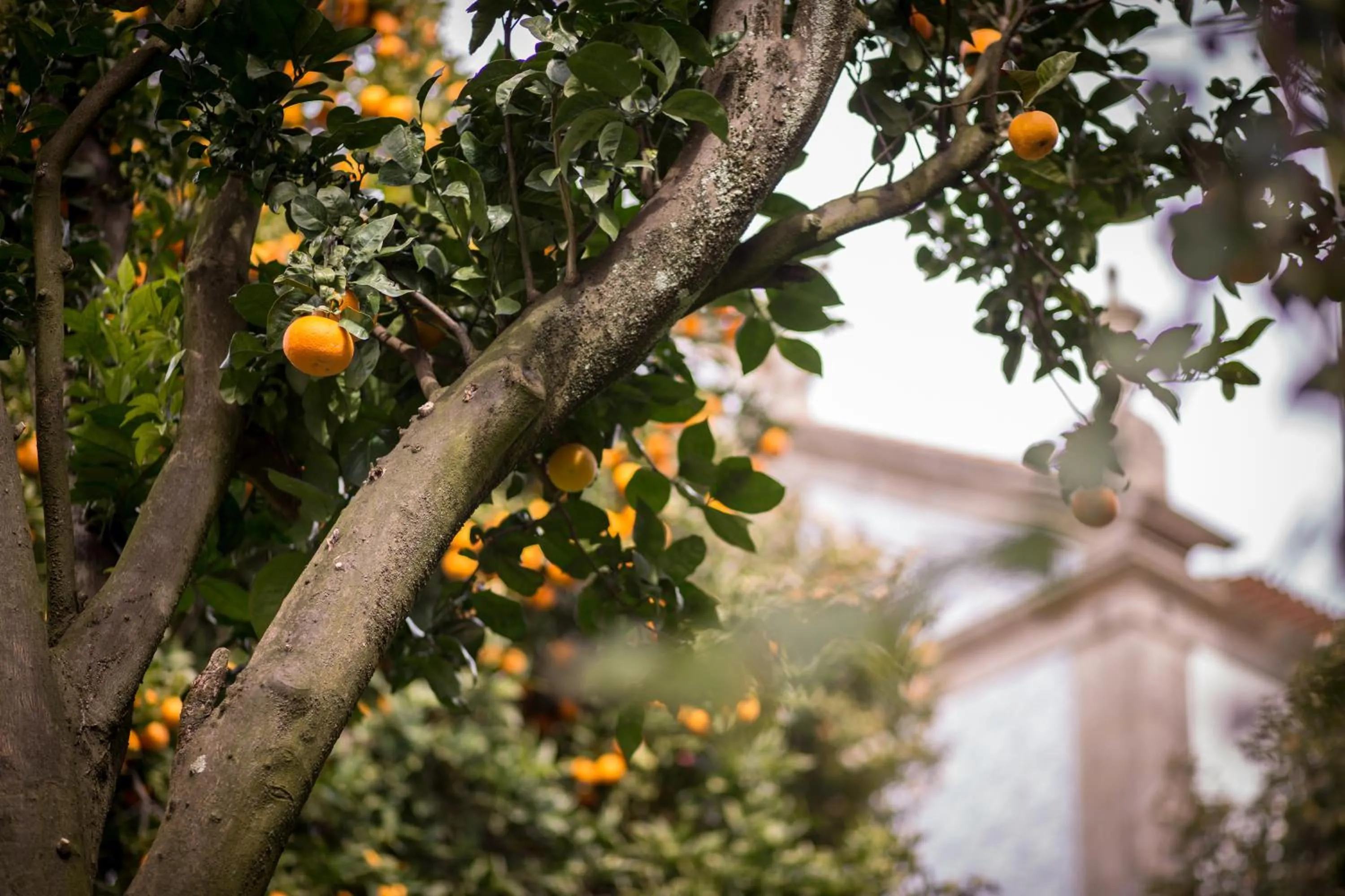 Garden in Quinta Sao Miguel de Arcos