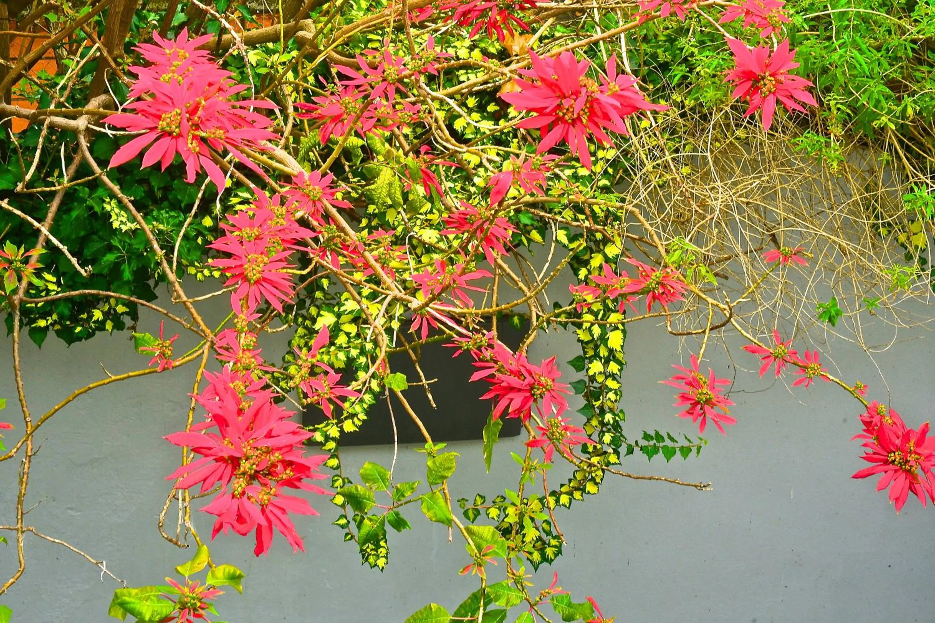 Area and facilities in Posada Boutique Las Terrazas