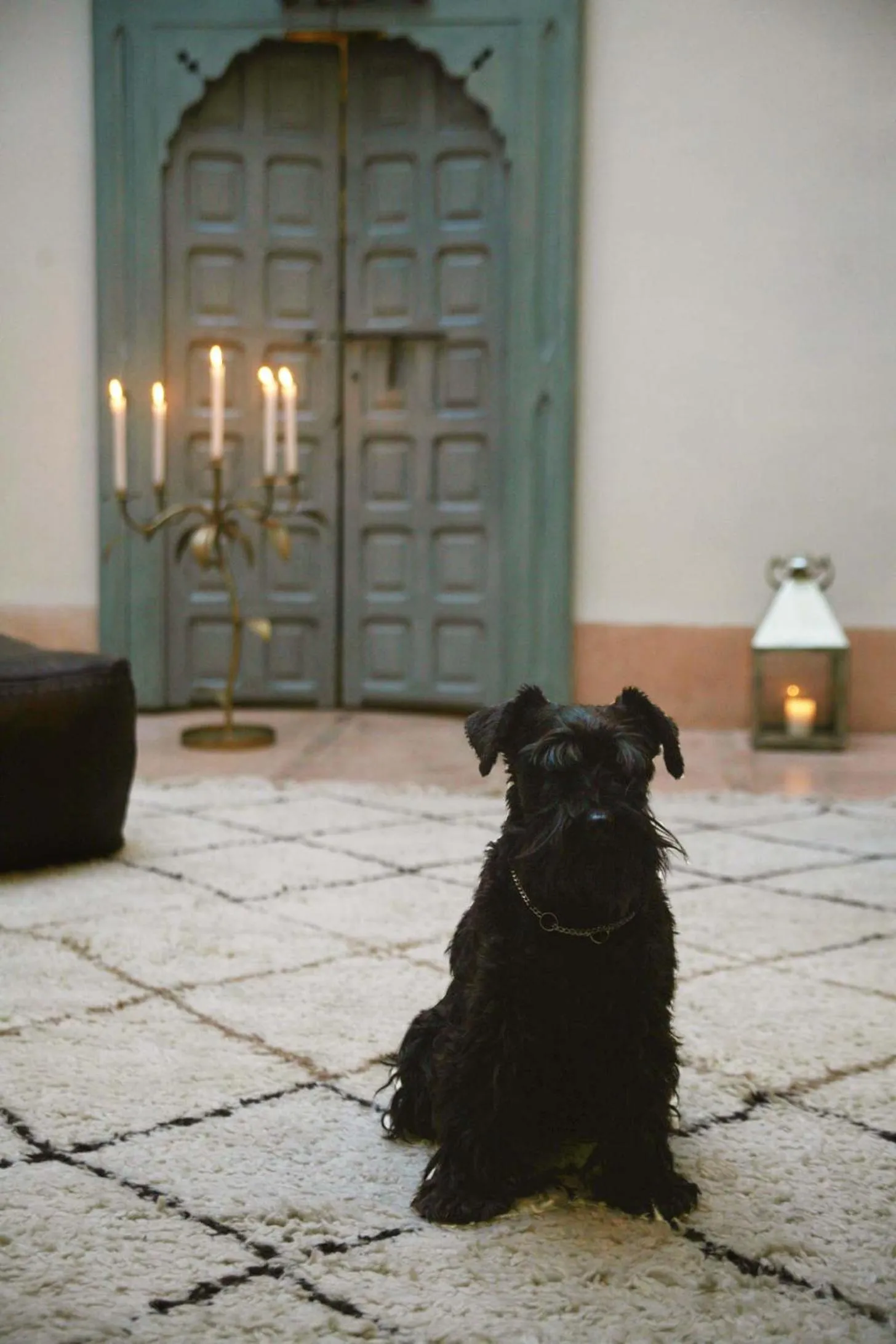Pets in Riad Le J