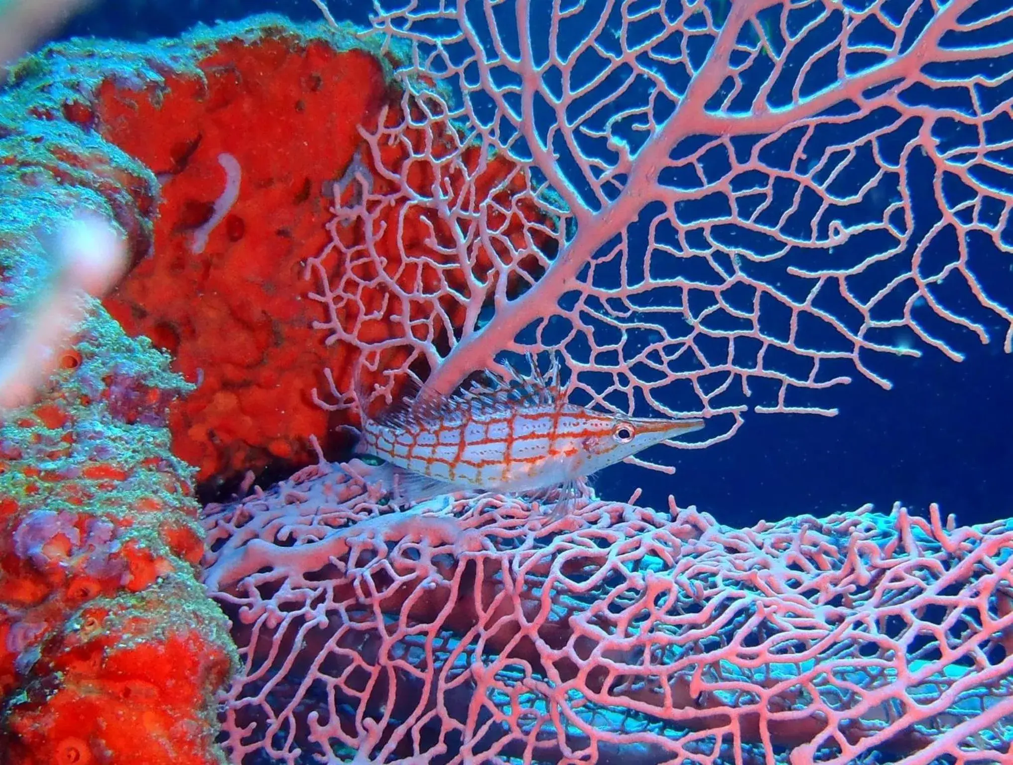 Ucoy Beach Resort Ucoy Beach Resort