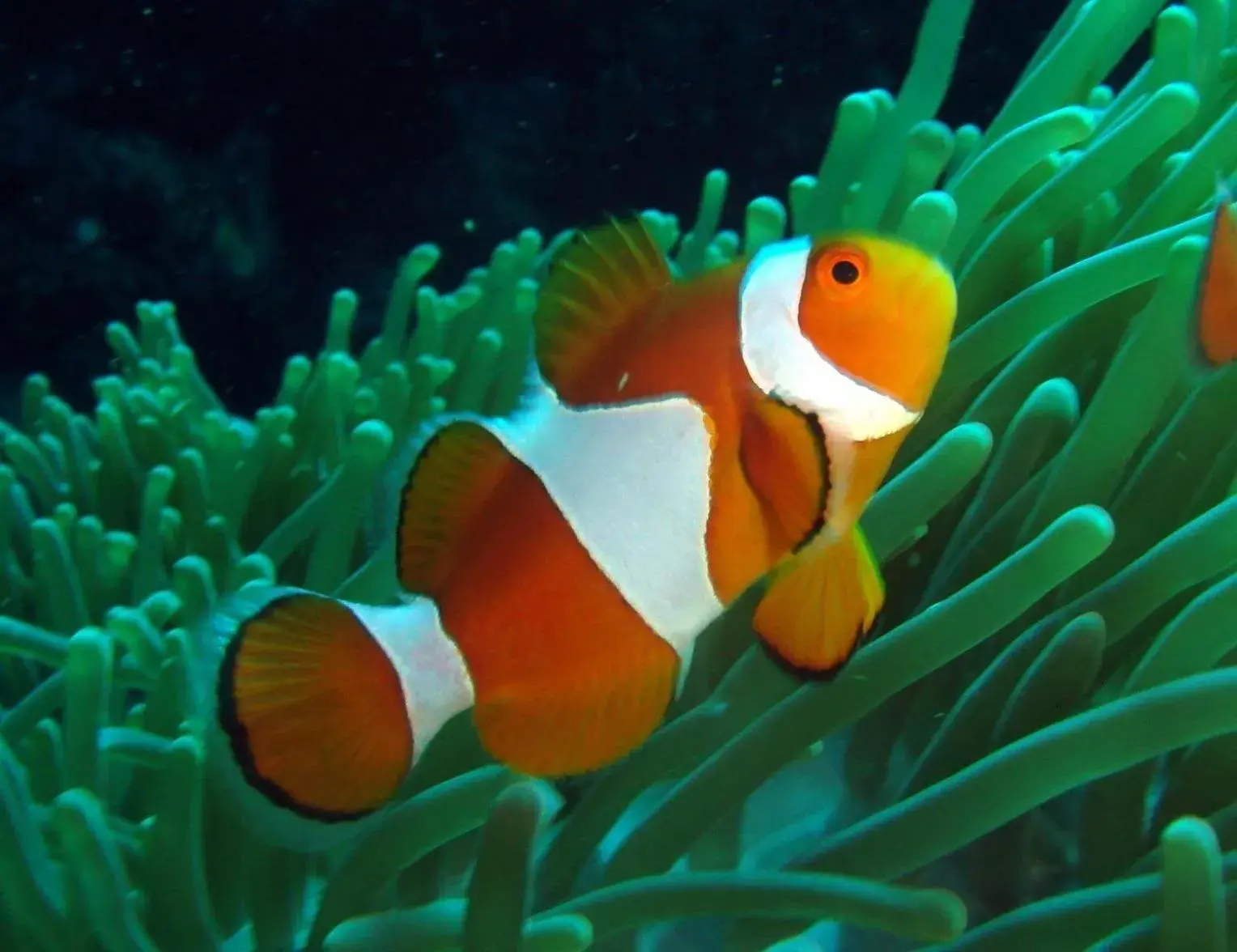 Ucoy Beach Resort Ucoy Beach Resort