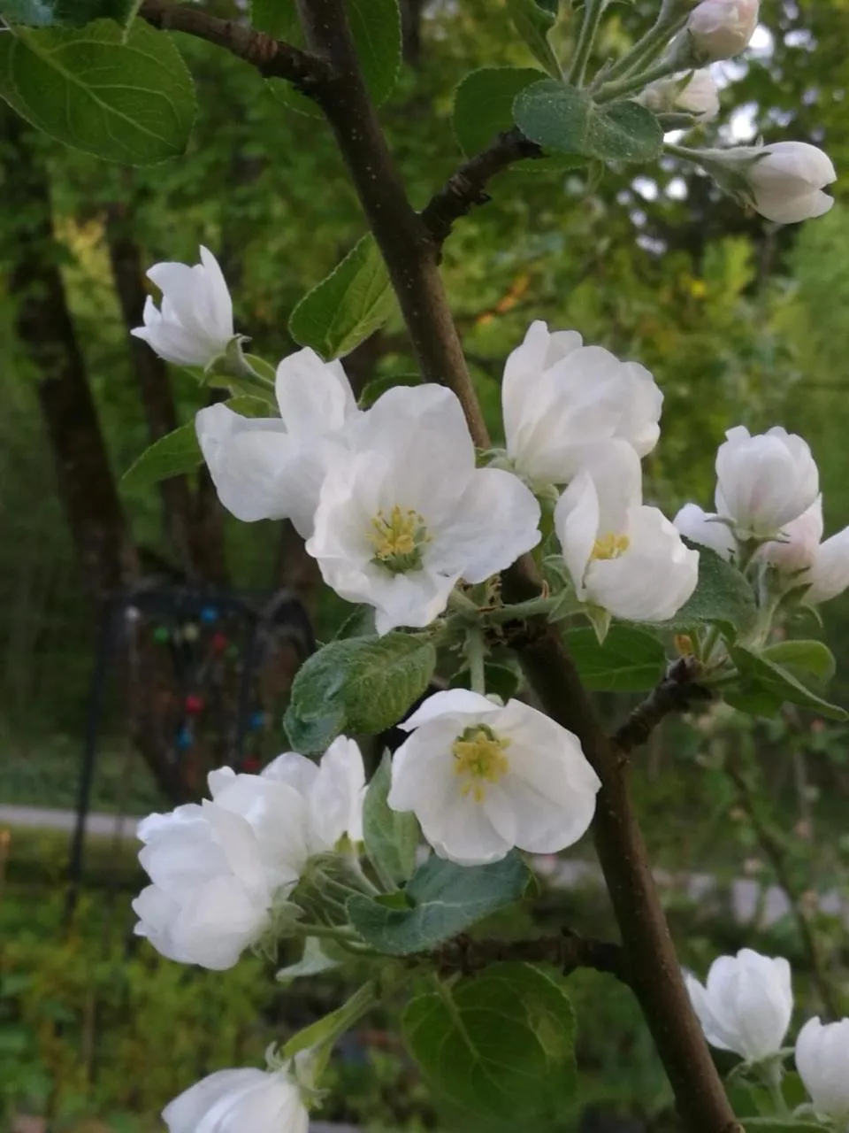 Garden in Eden Billnäs
