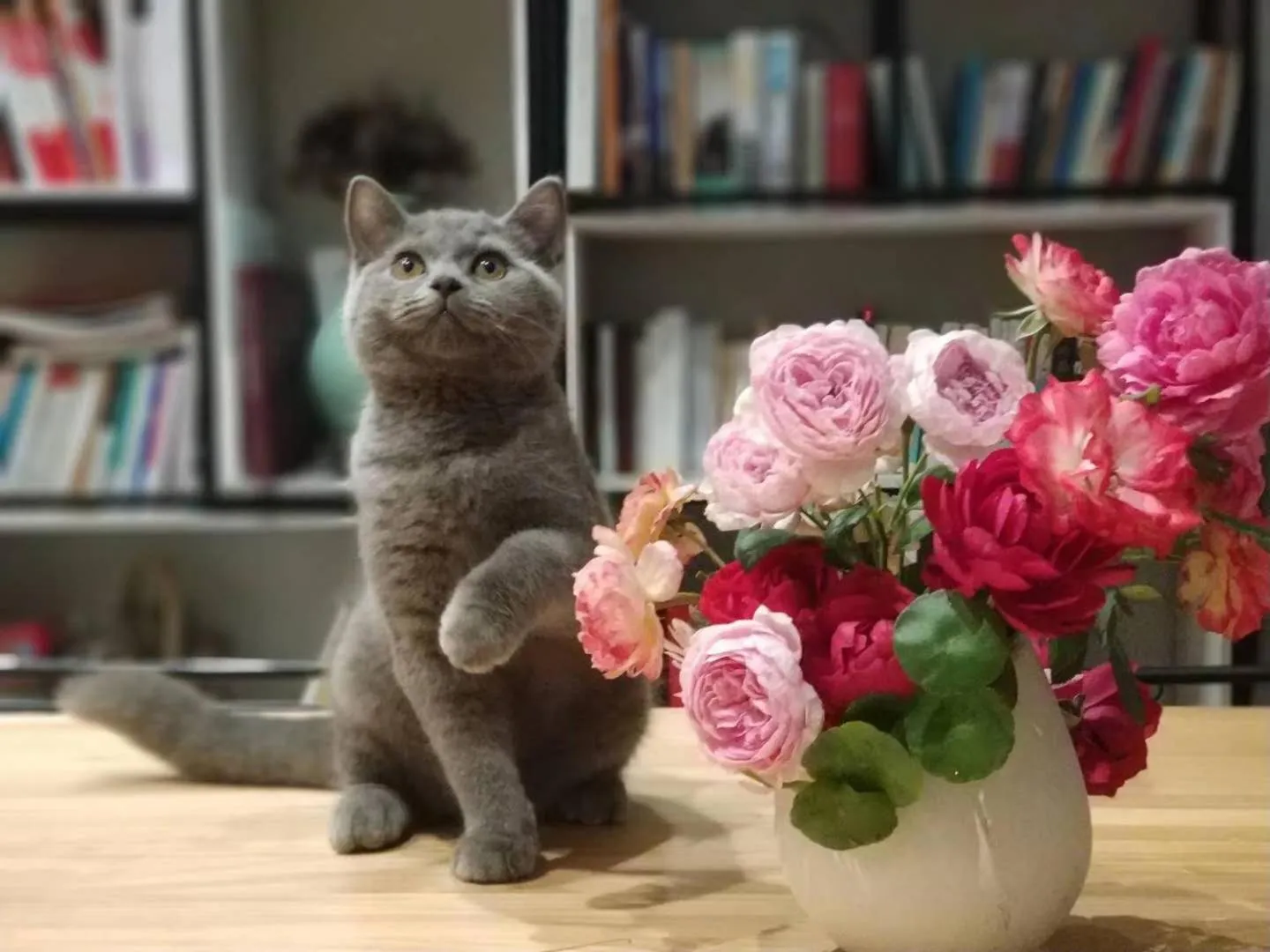 Pets in Urban Rosa Cafe&Inn