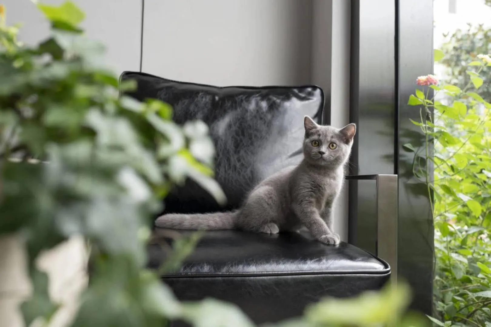 Pets in Urban Rosa Cafe&Inn