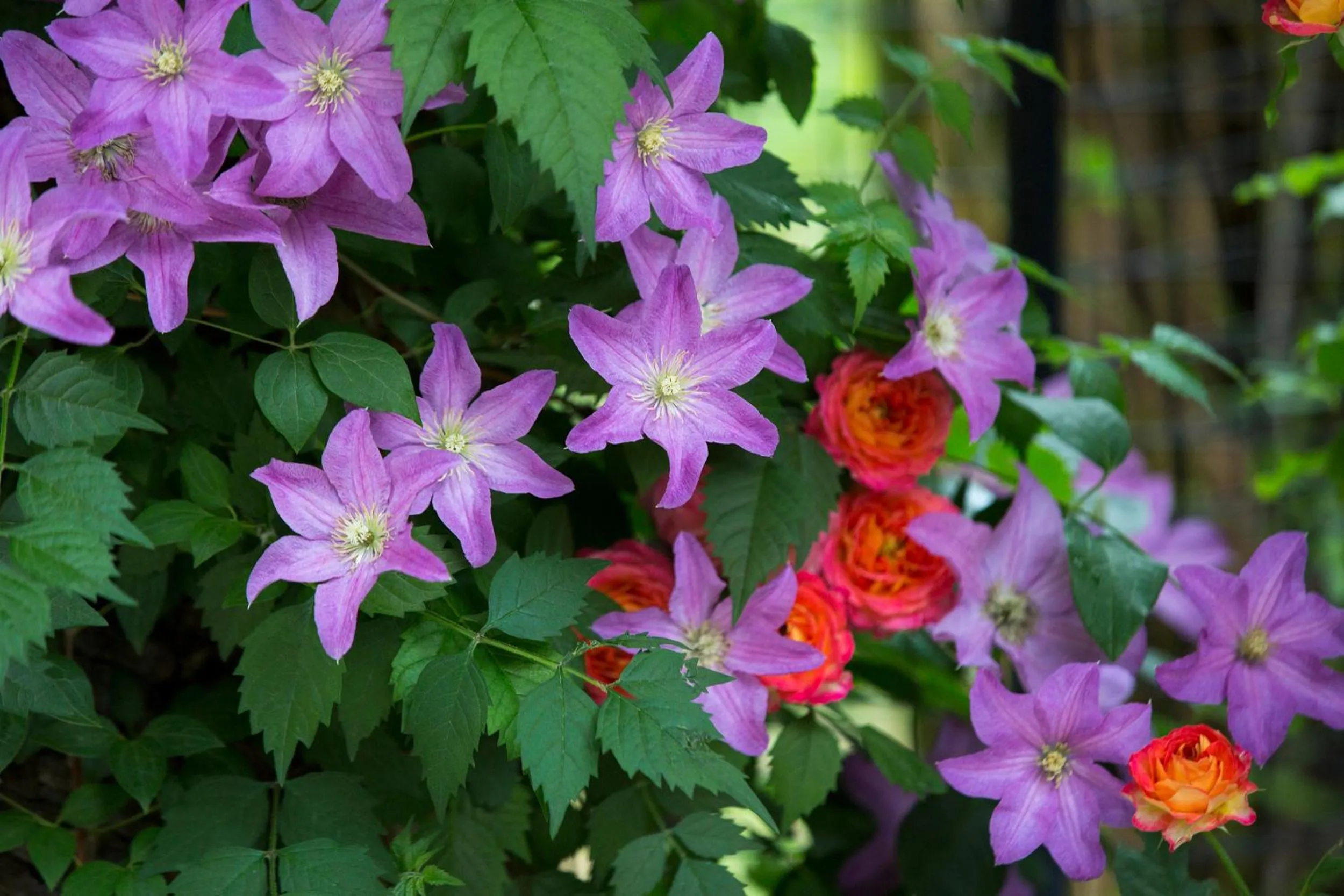 Garden in Urban Rosa Cafe&Inn