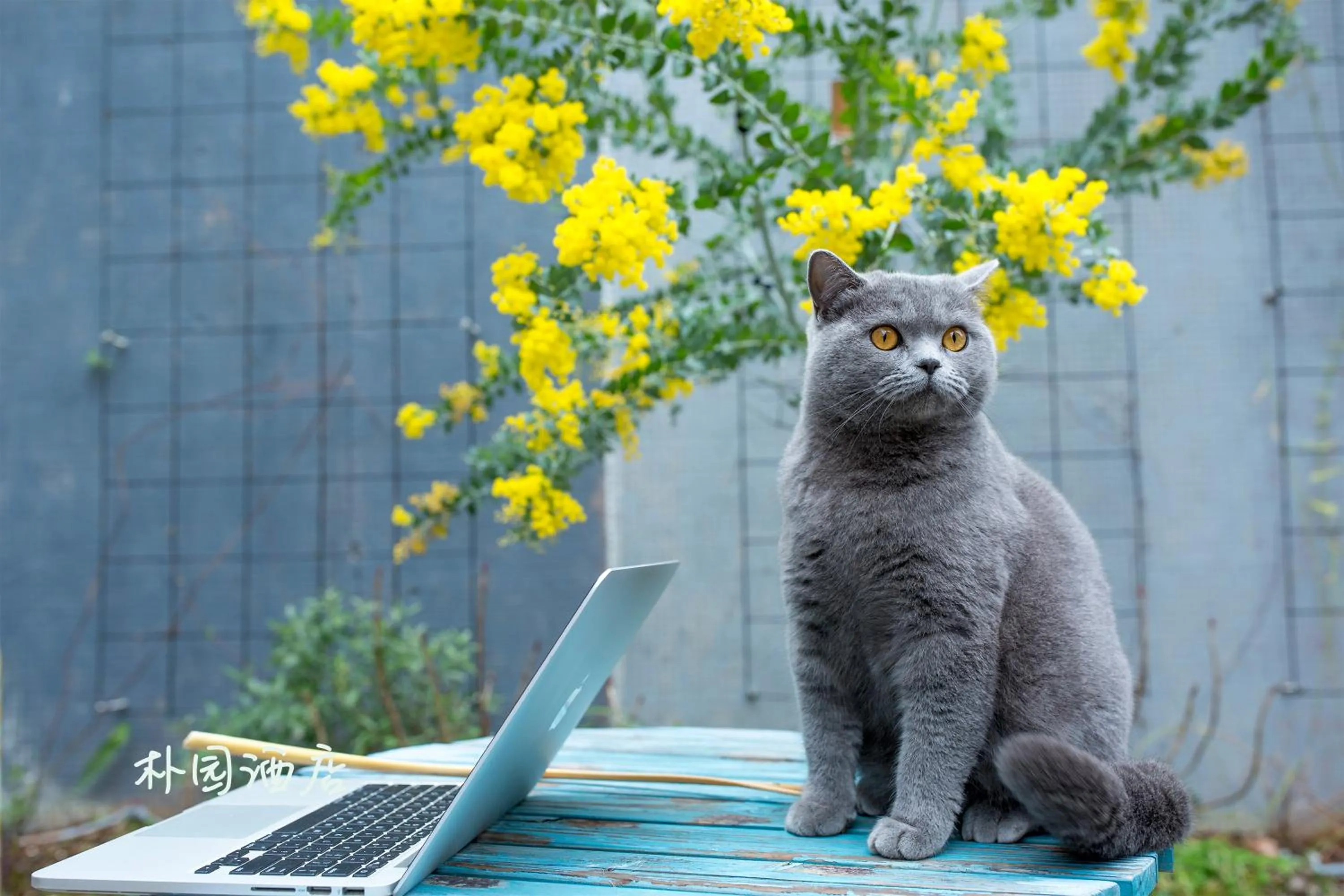 Pets in Urban Rosa Cafe&Inn