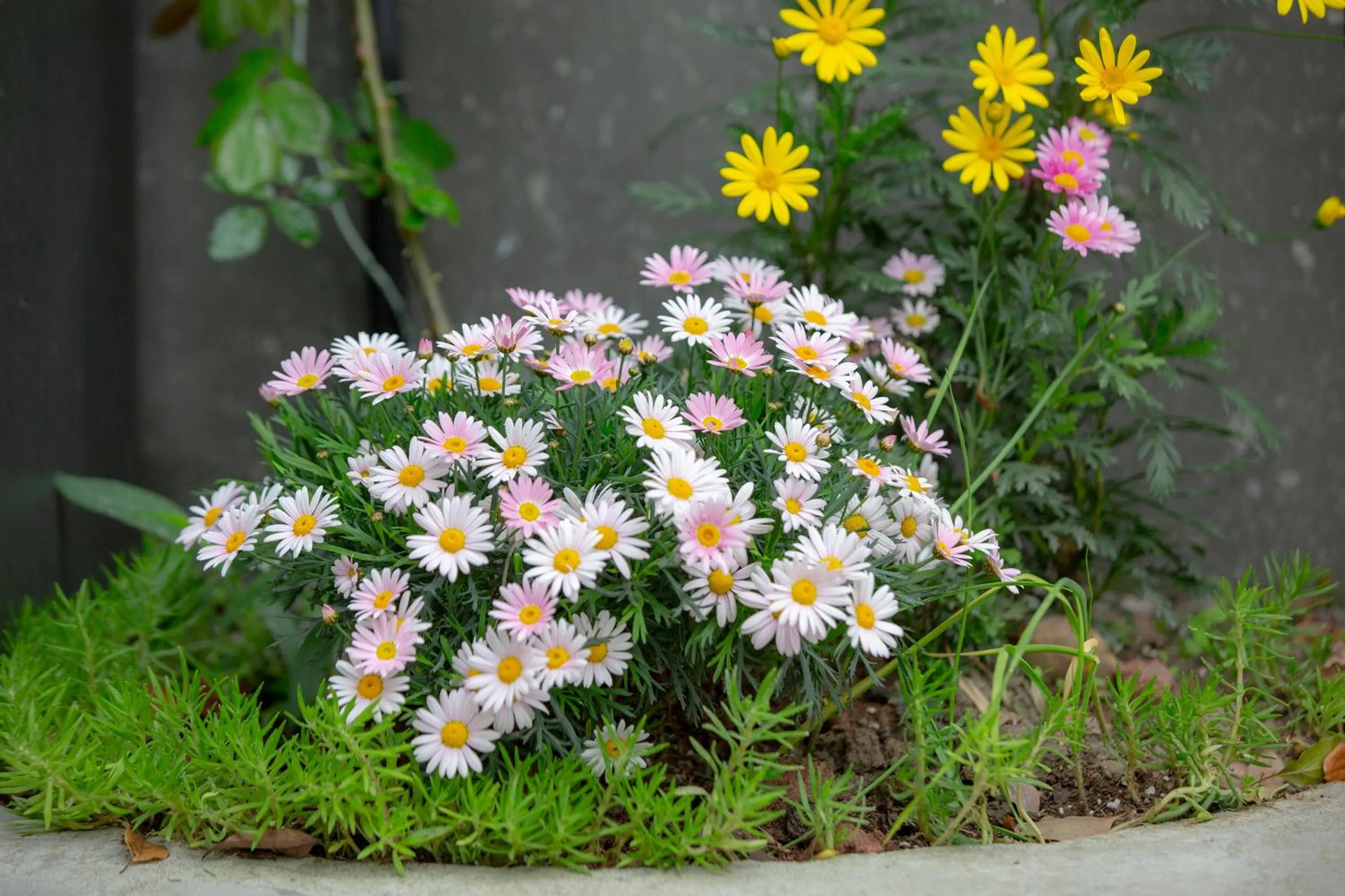 Garden in Urban Rosa Cafe&Inn