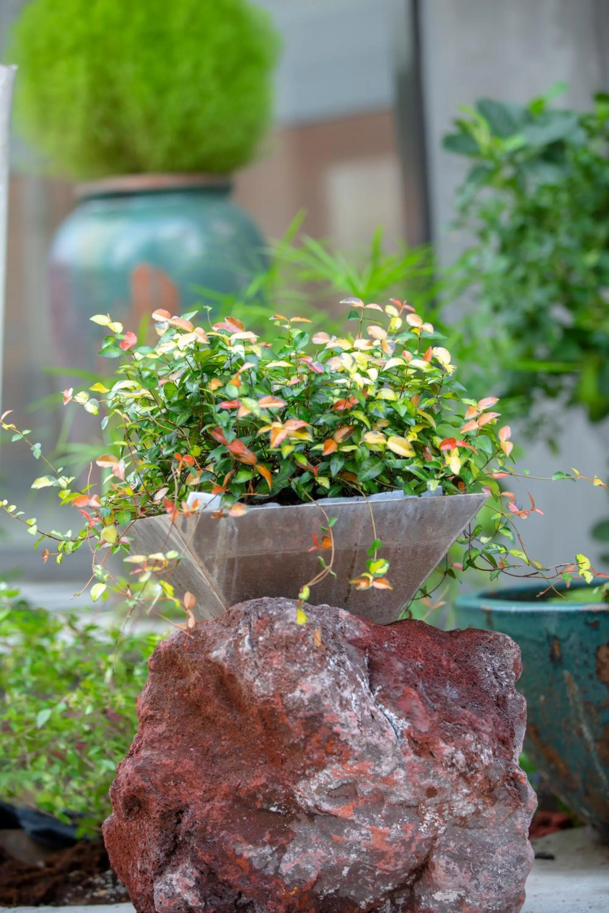 Garden view in Urban Rosa Cafe&Inn