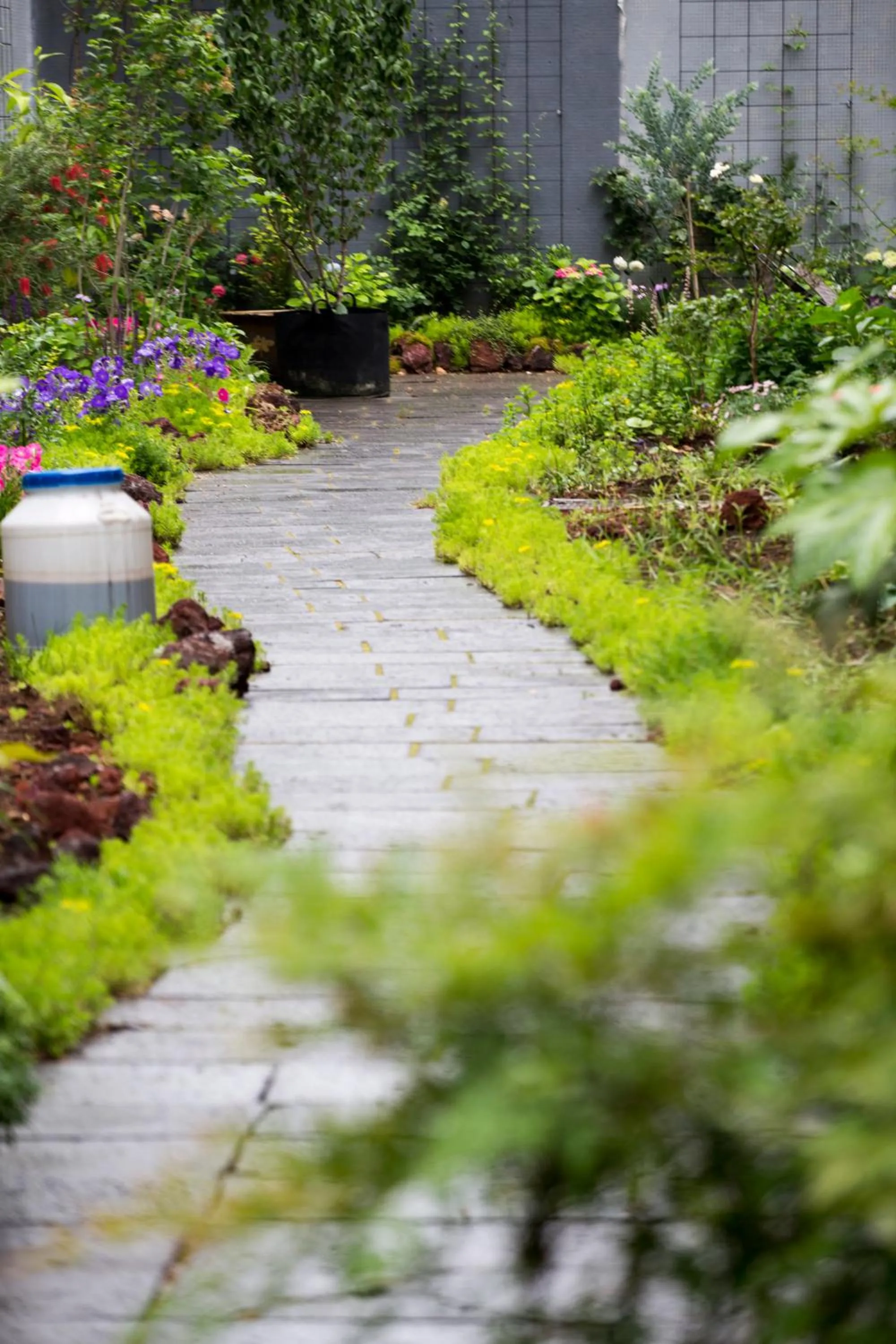 Garden view in Urban Rosa Cafe&Inn