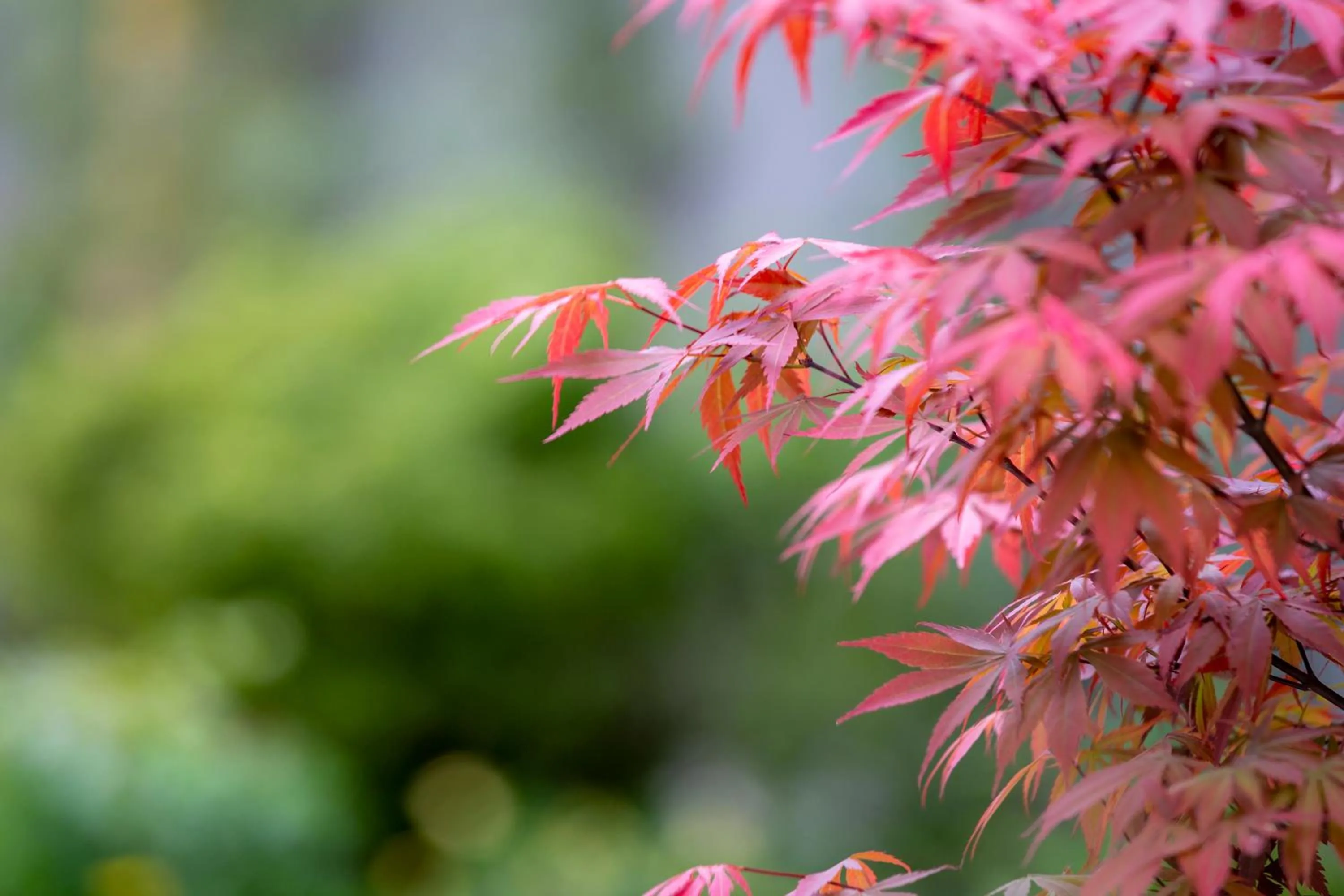 Garden in Urban Rosa Cafe&Inn