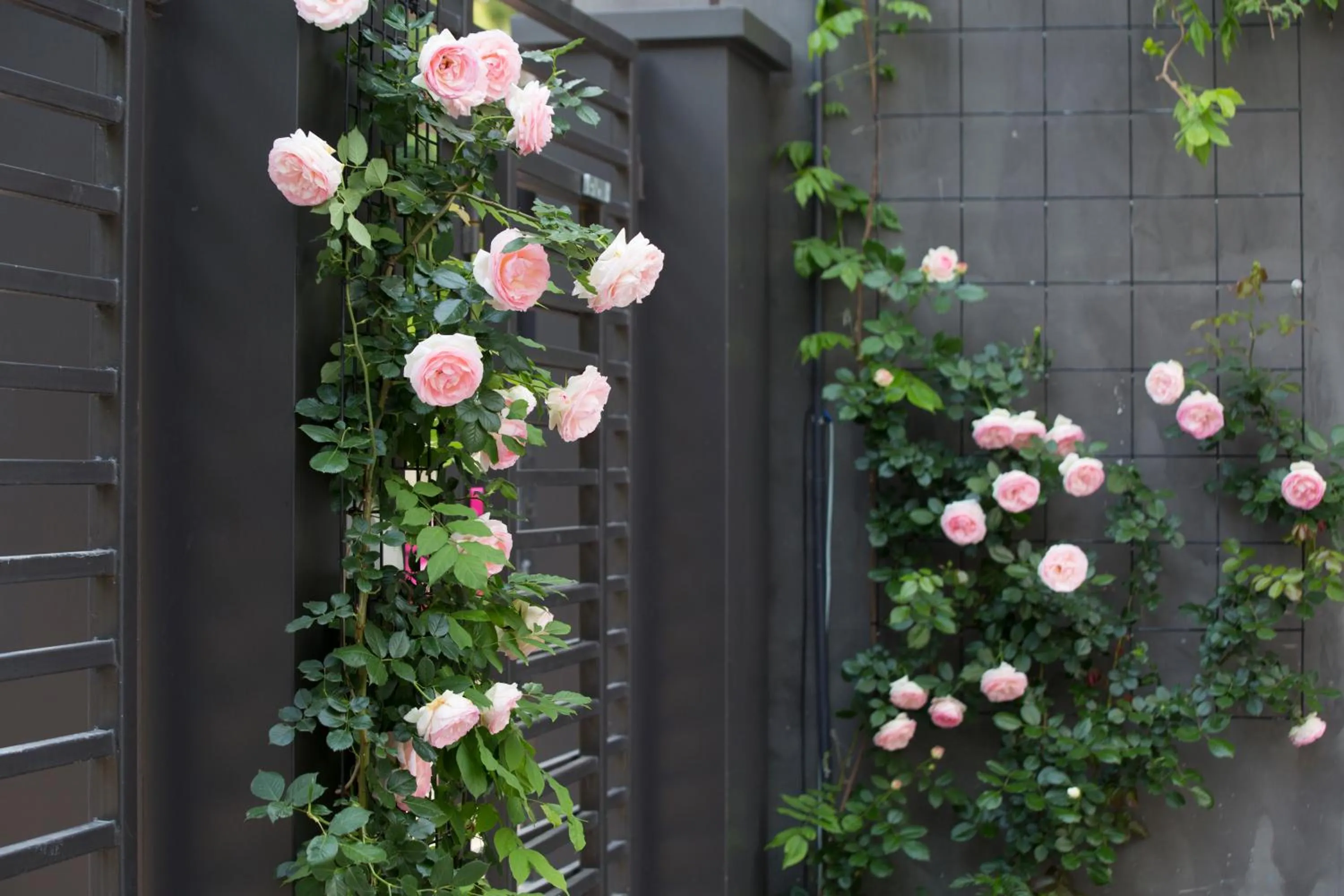 Facade/entrance in Urban Rosa Cafe&Inn