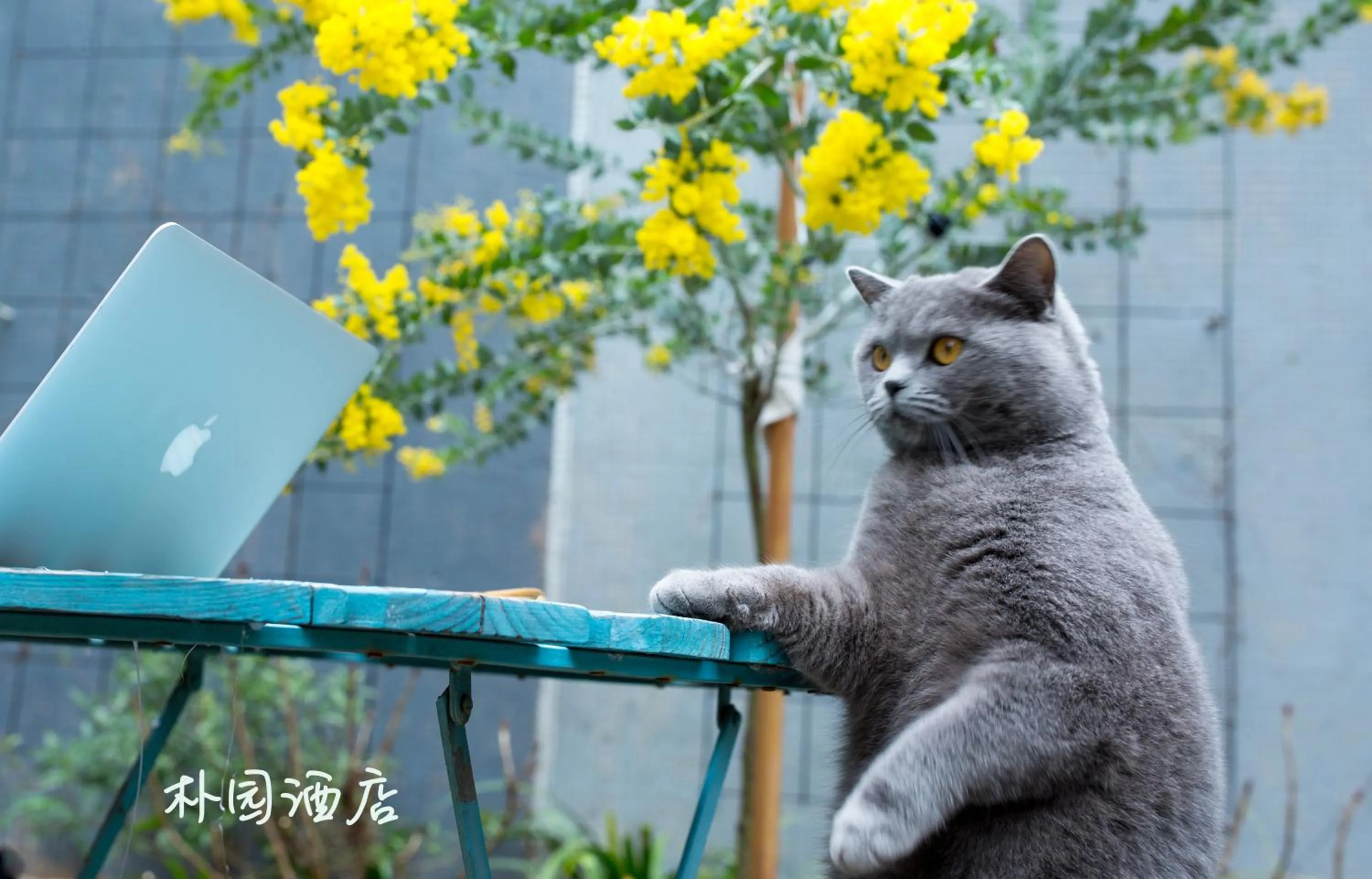 Pets in Urban Rosa Cafe&Inn