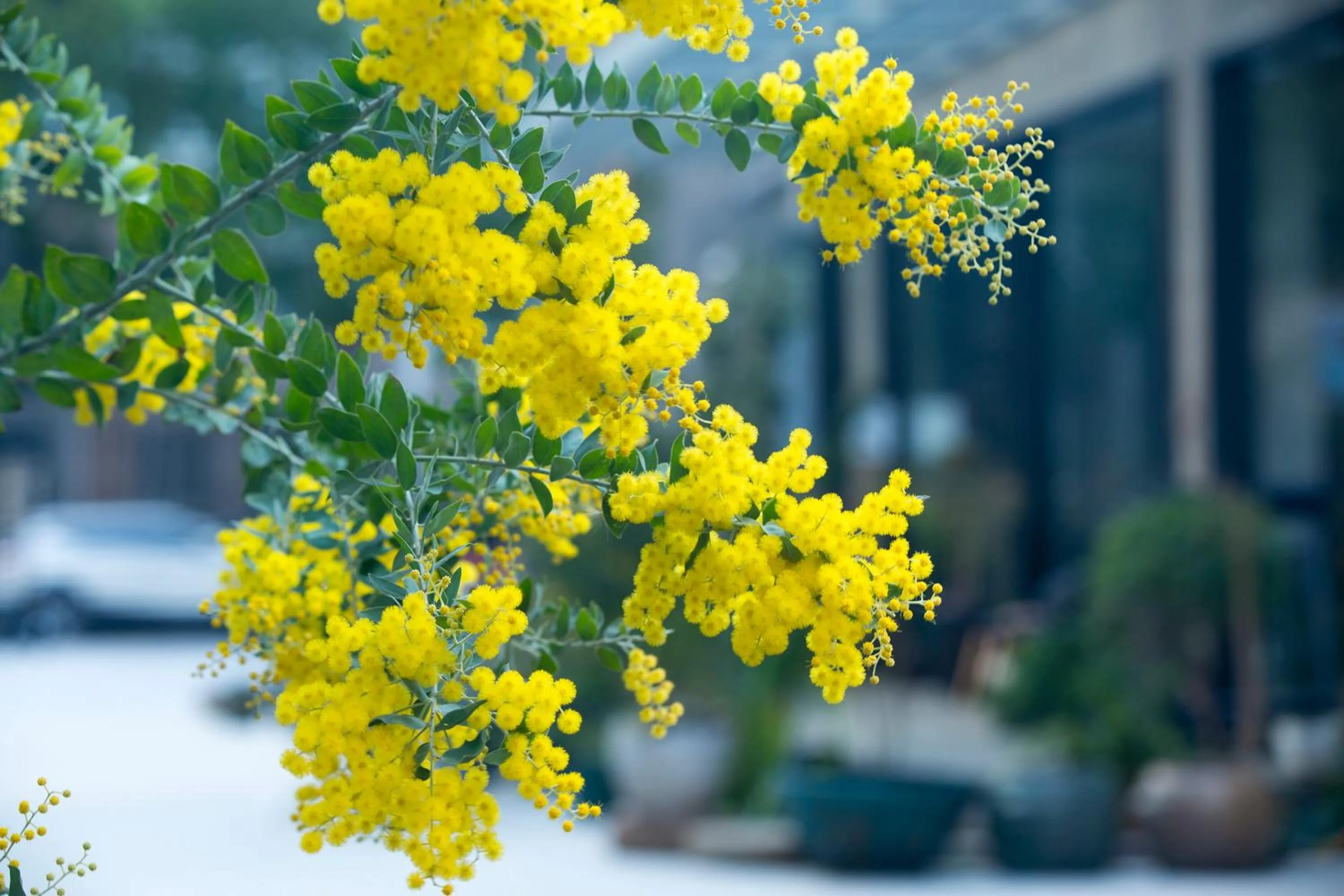 Garden in Urban Rosa Cafe&Inn