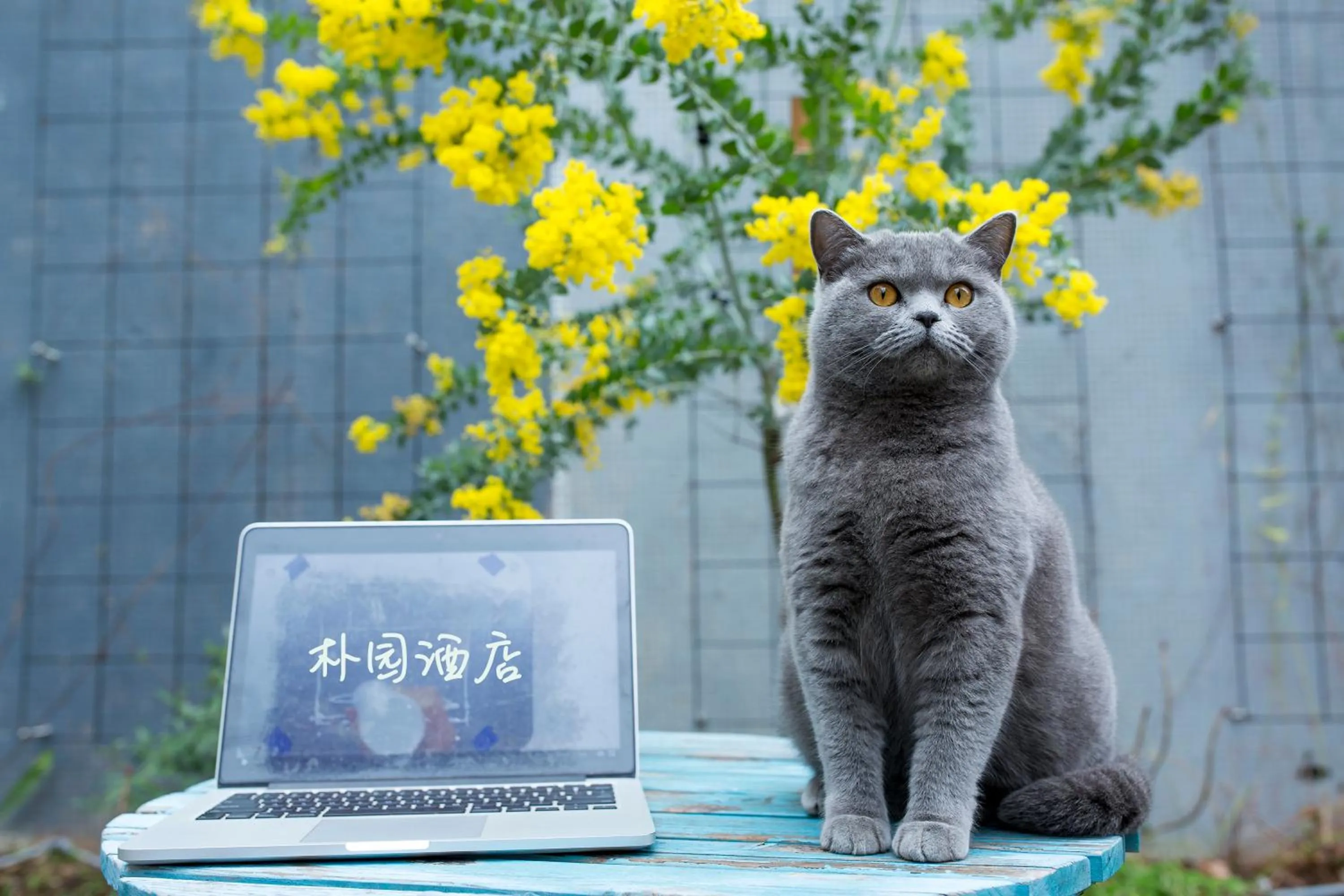 Pets in Urban Rosa Cafe&Inn