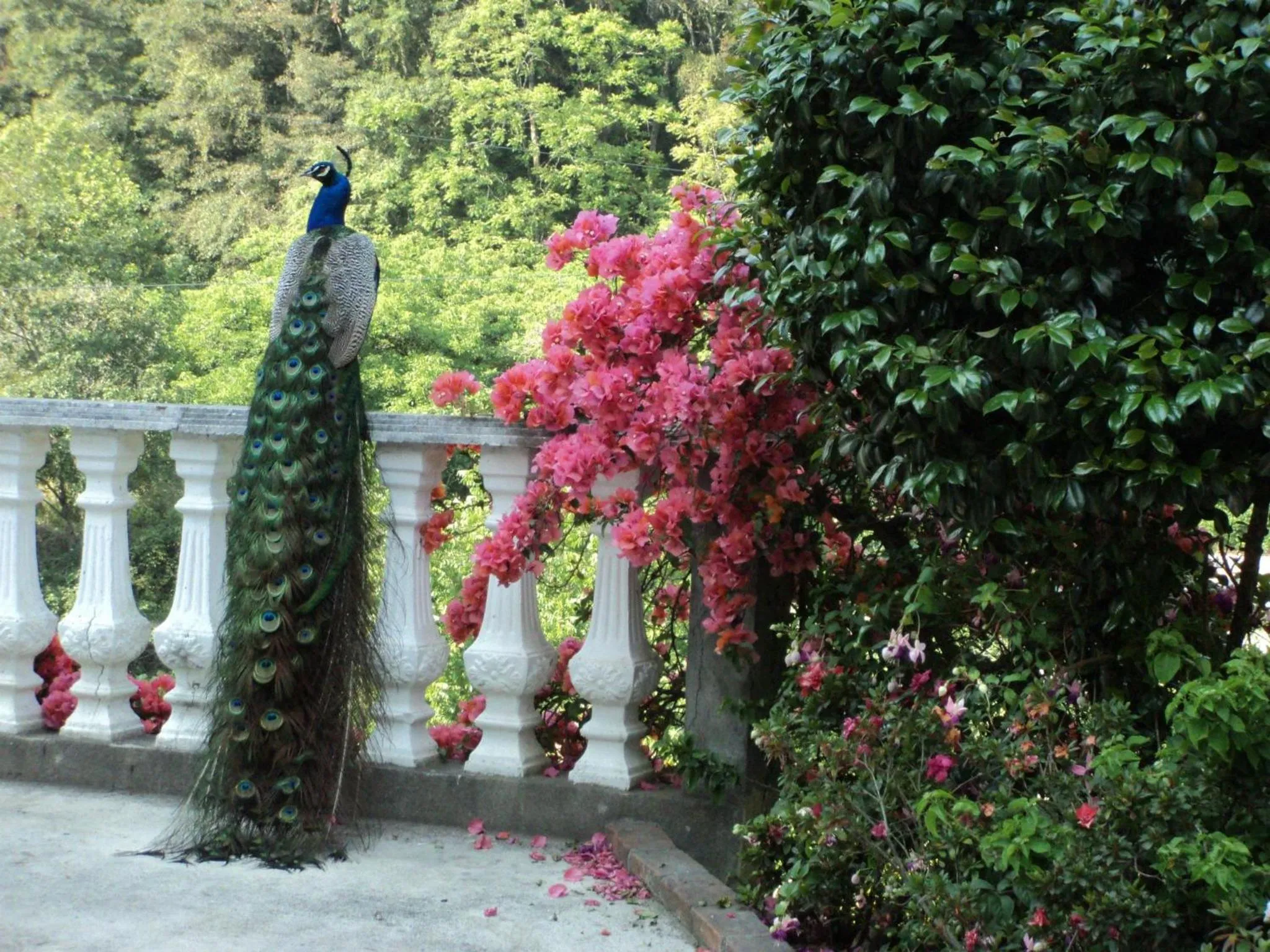 Animals in Otro Rollo en Jilotepec