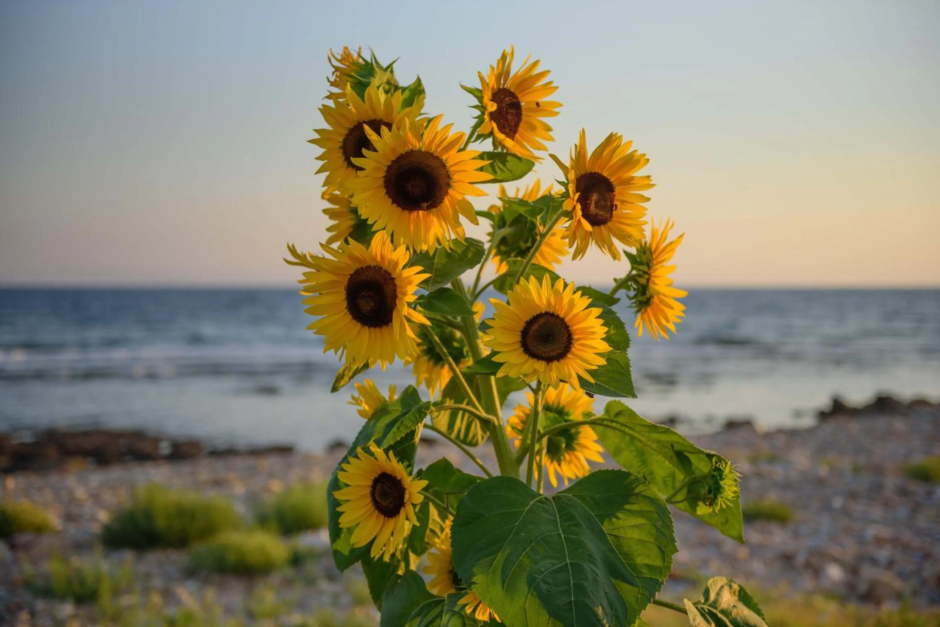 Day in Calme Suites Mani