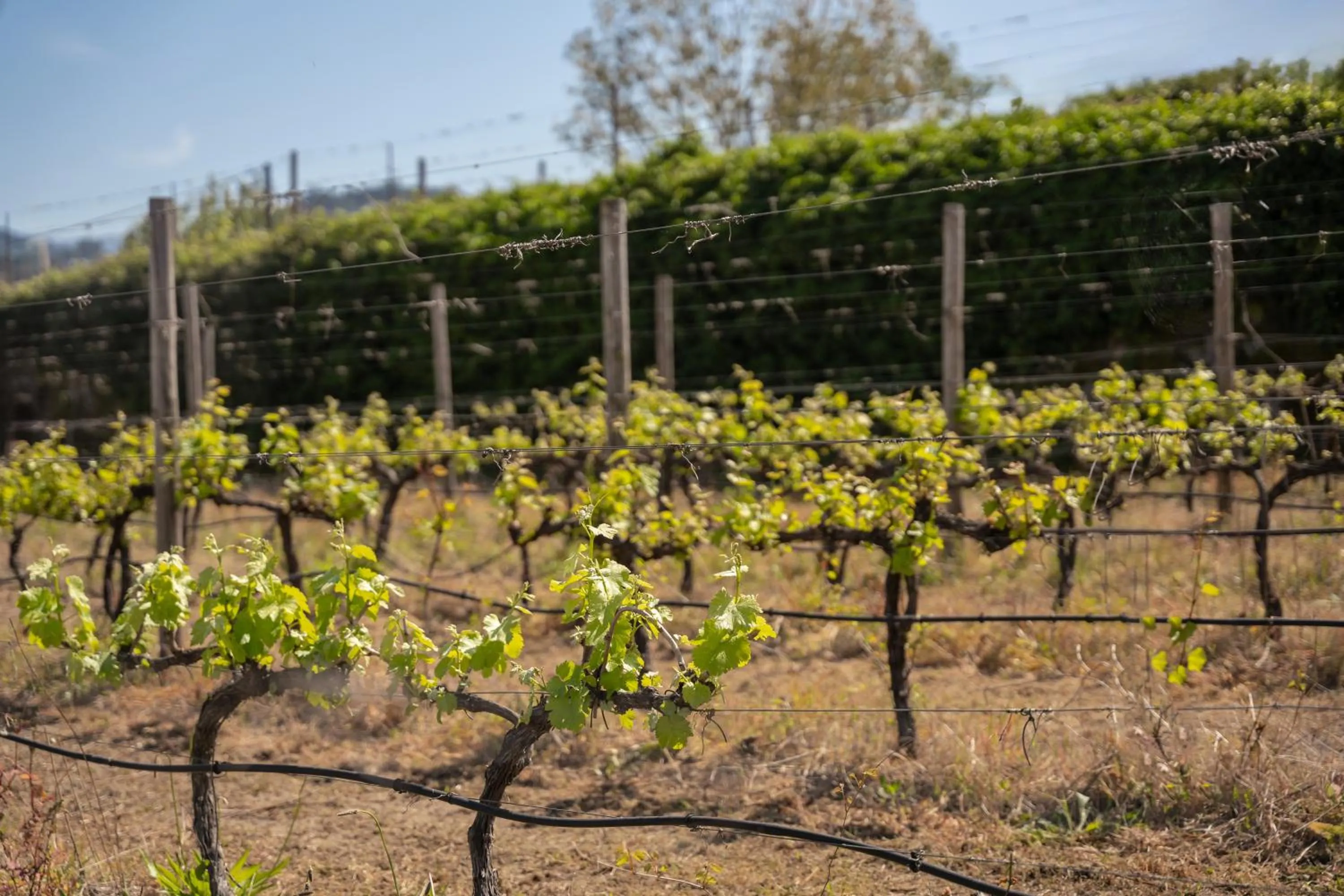 Off site in Casa da Calçada