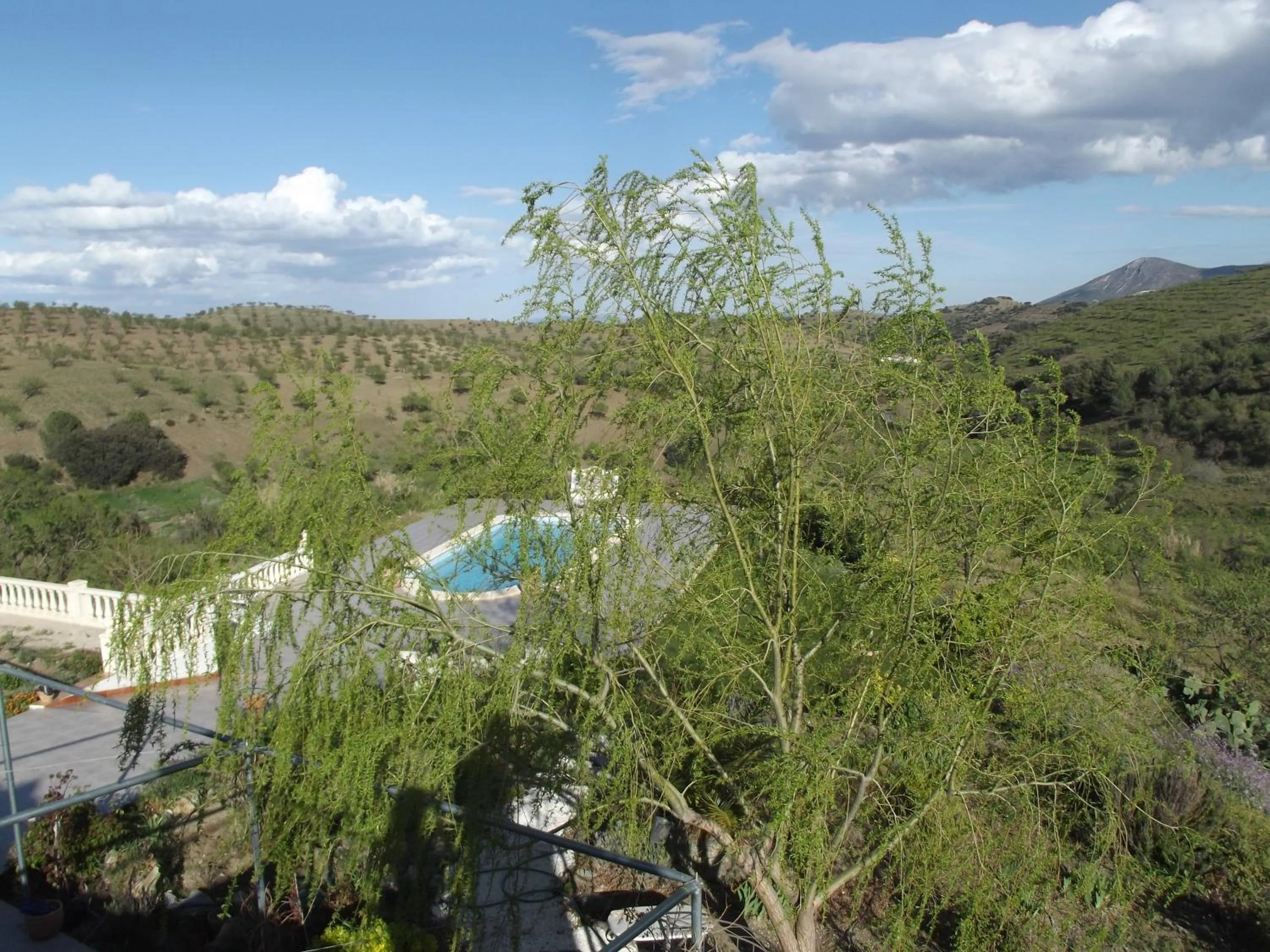 Garden view in Casa Joya