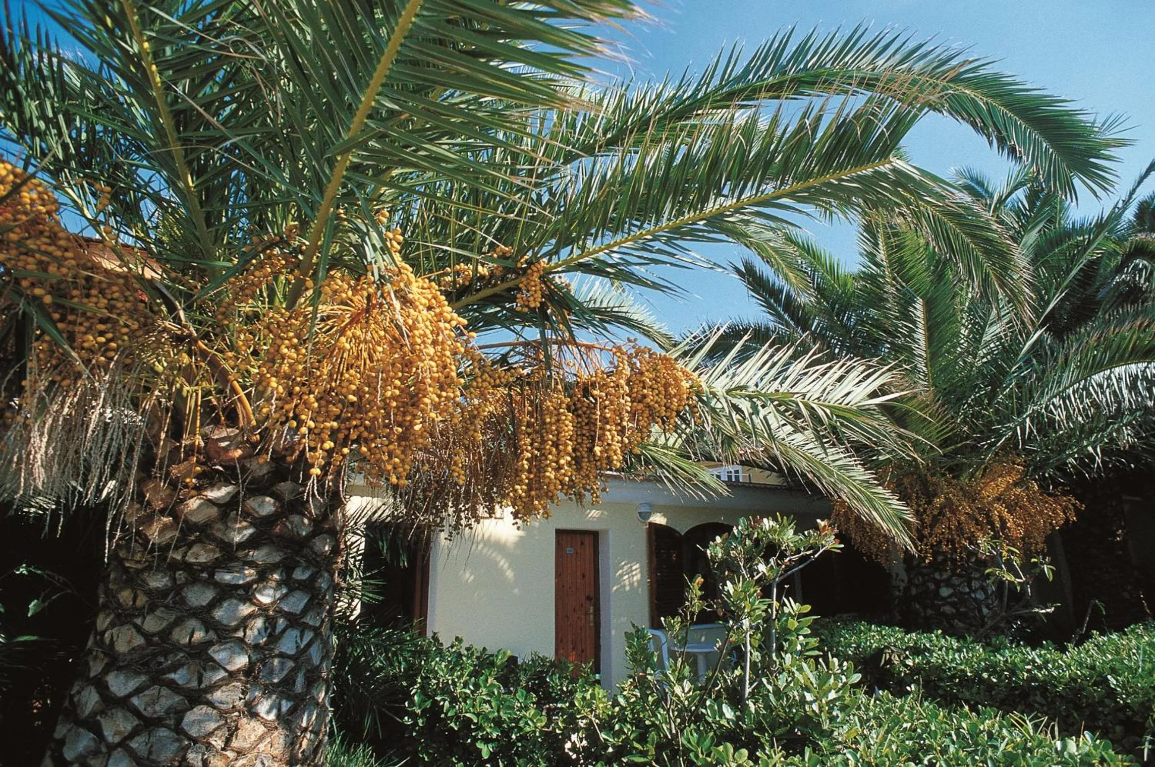 Garden view in Hotel La Scogliera